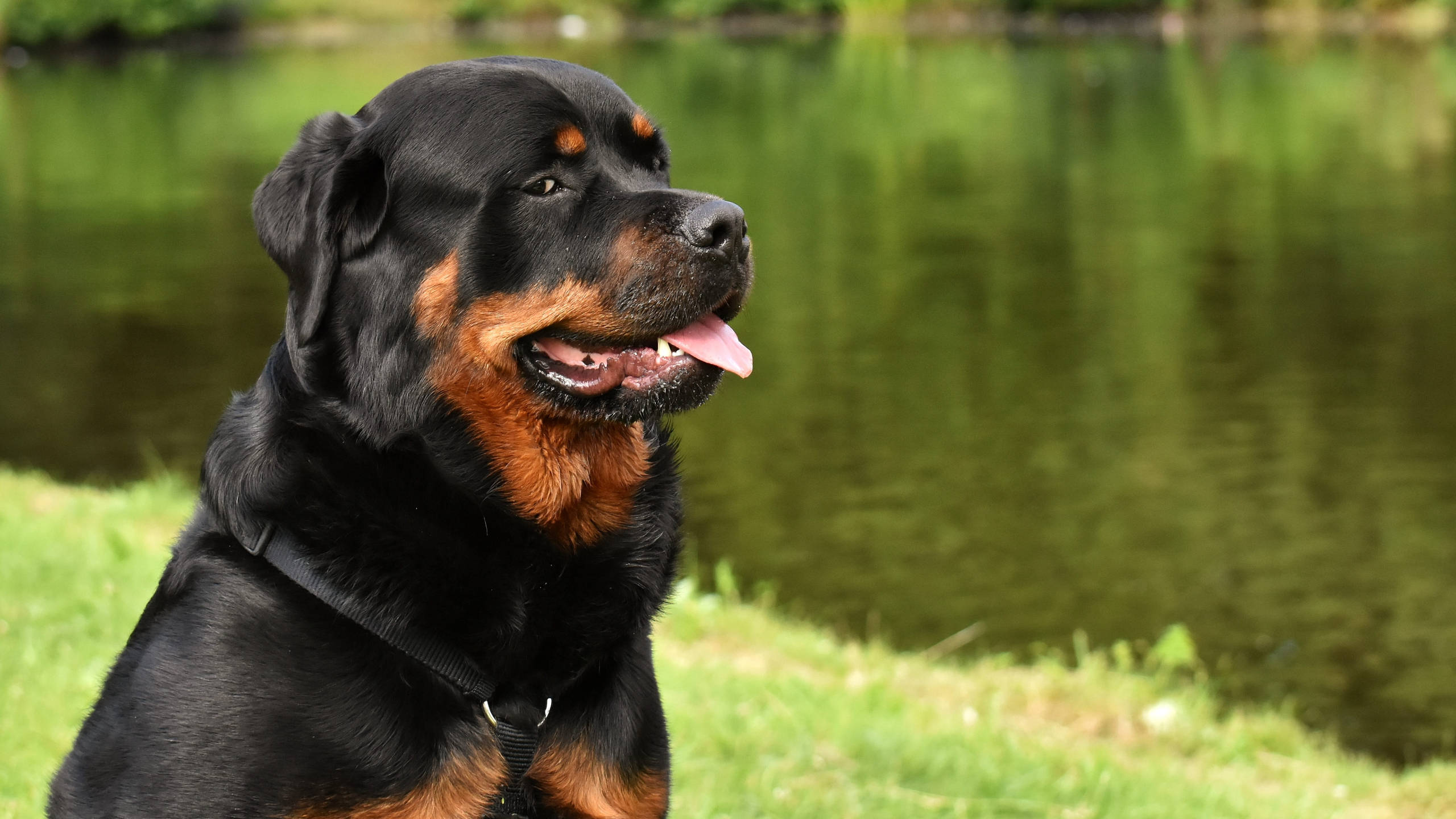 Rottweiler, black and tan, calm green pond, 2K Desktop Wallpaper