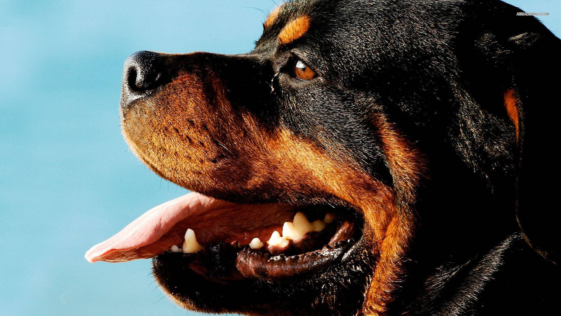 Rottweiler, puppy, side view, Full HD Desktop Wallpaper