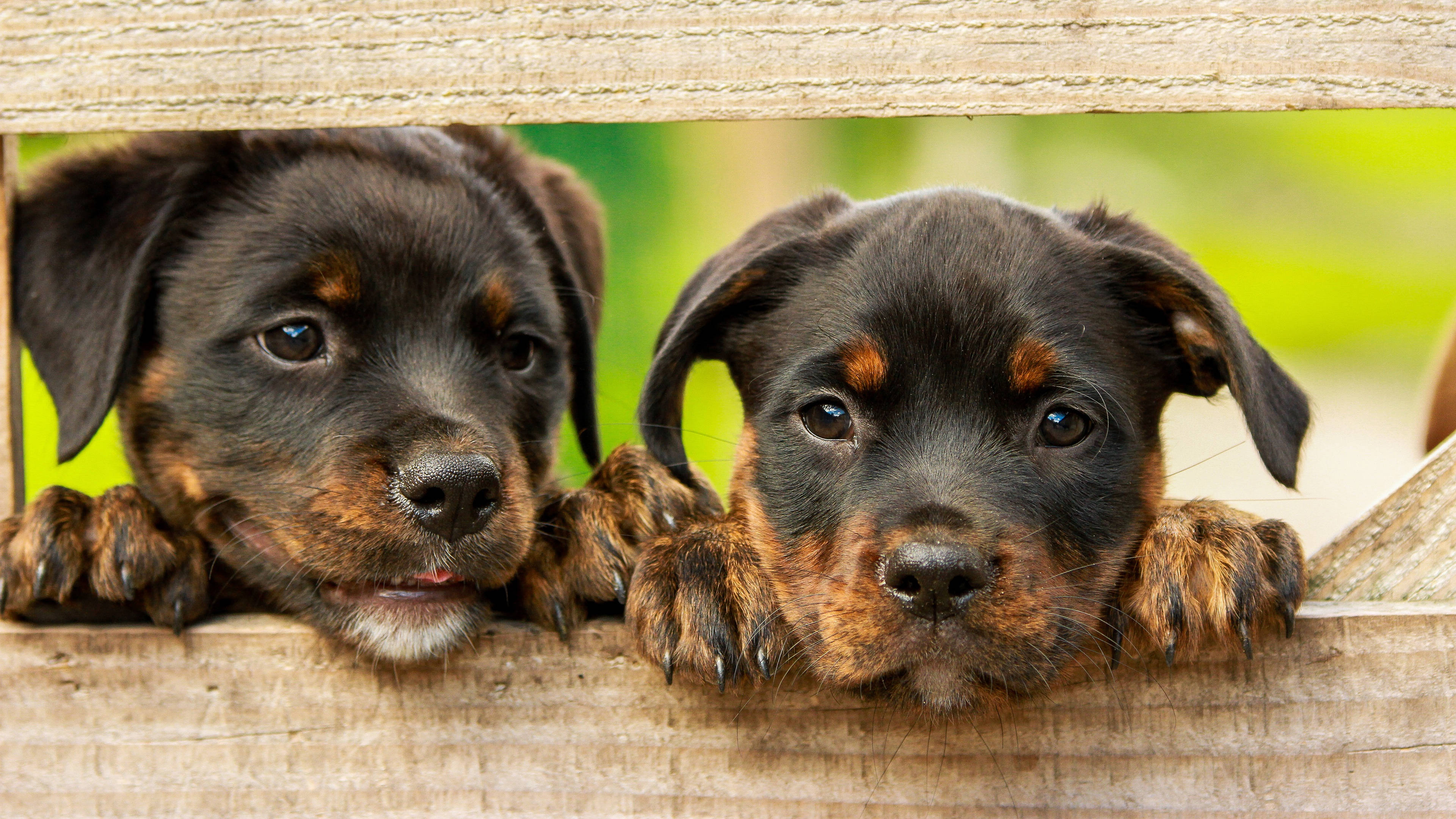Rottweiler puppies, black and tan fur, weathered wooden fence, 4K Desktop Wallpaper