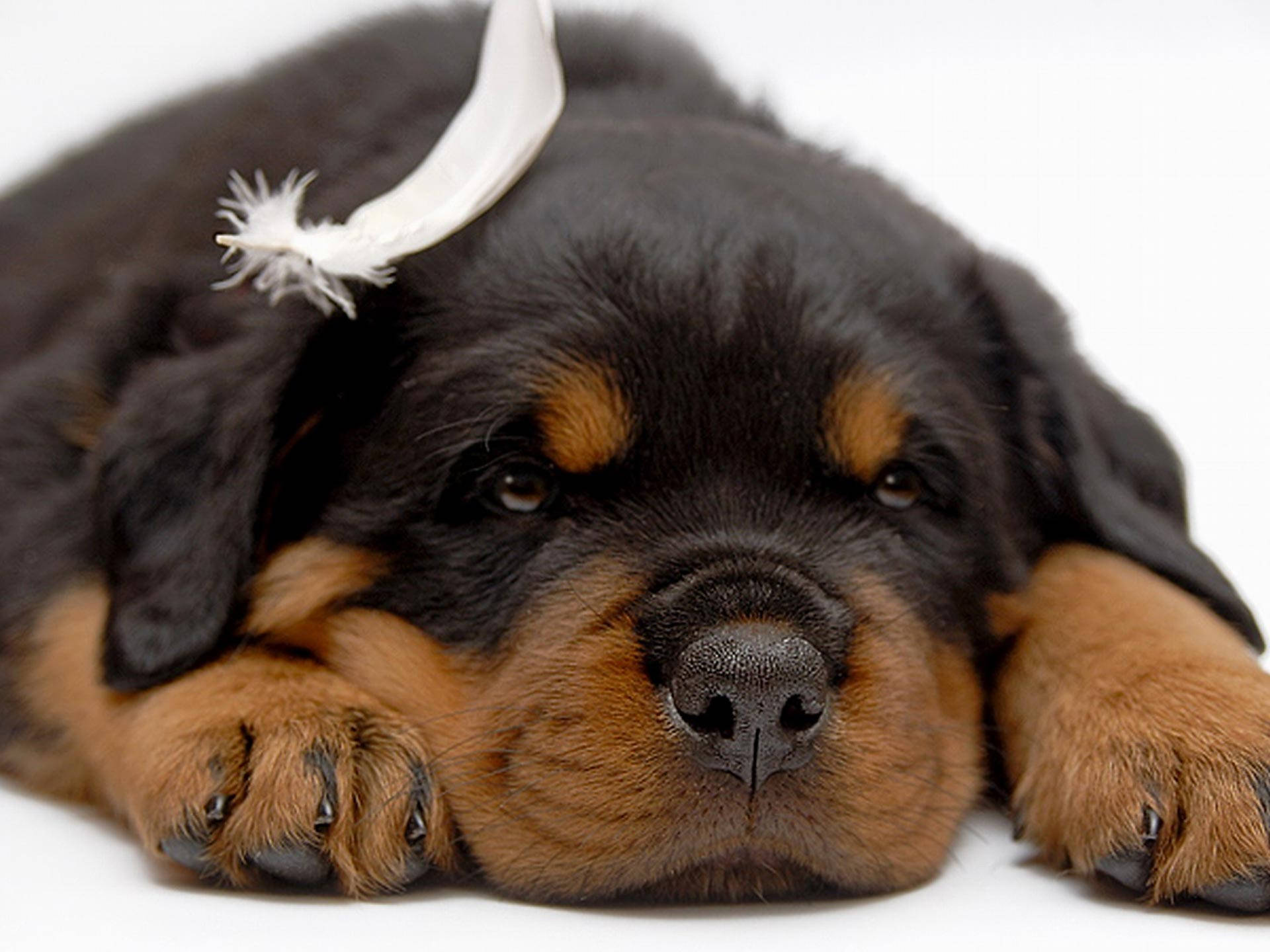 Sleepy Rottweiler Puppy, white feather, stark white background, Full HD Desktop Wallpaper