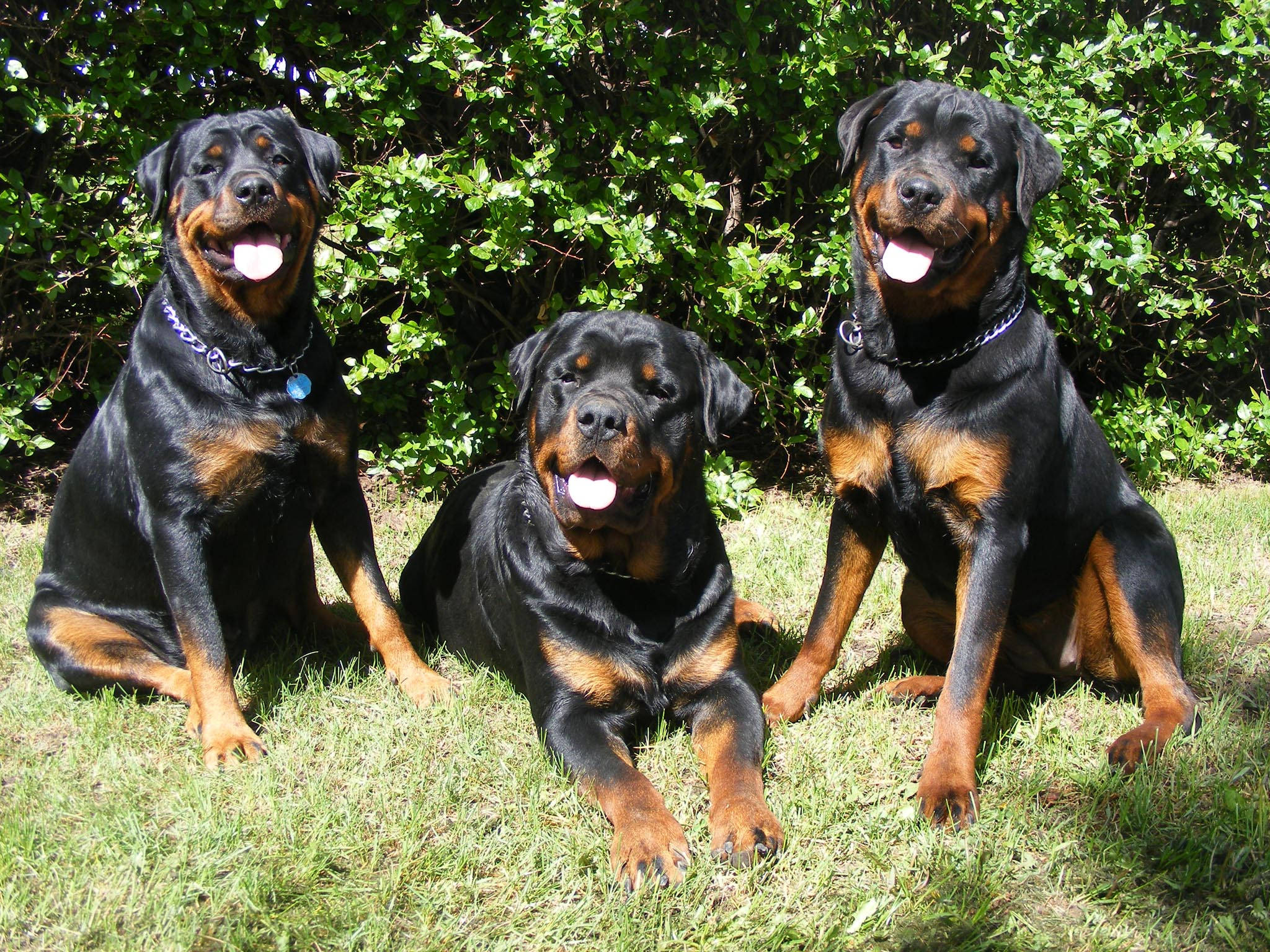 Rottweilers, sunlit grass, lush green bushes, Full HD Desktop Wallpaper