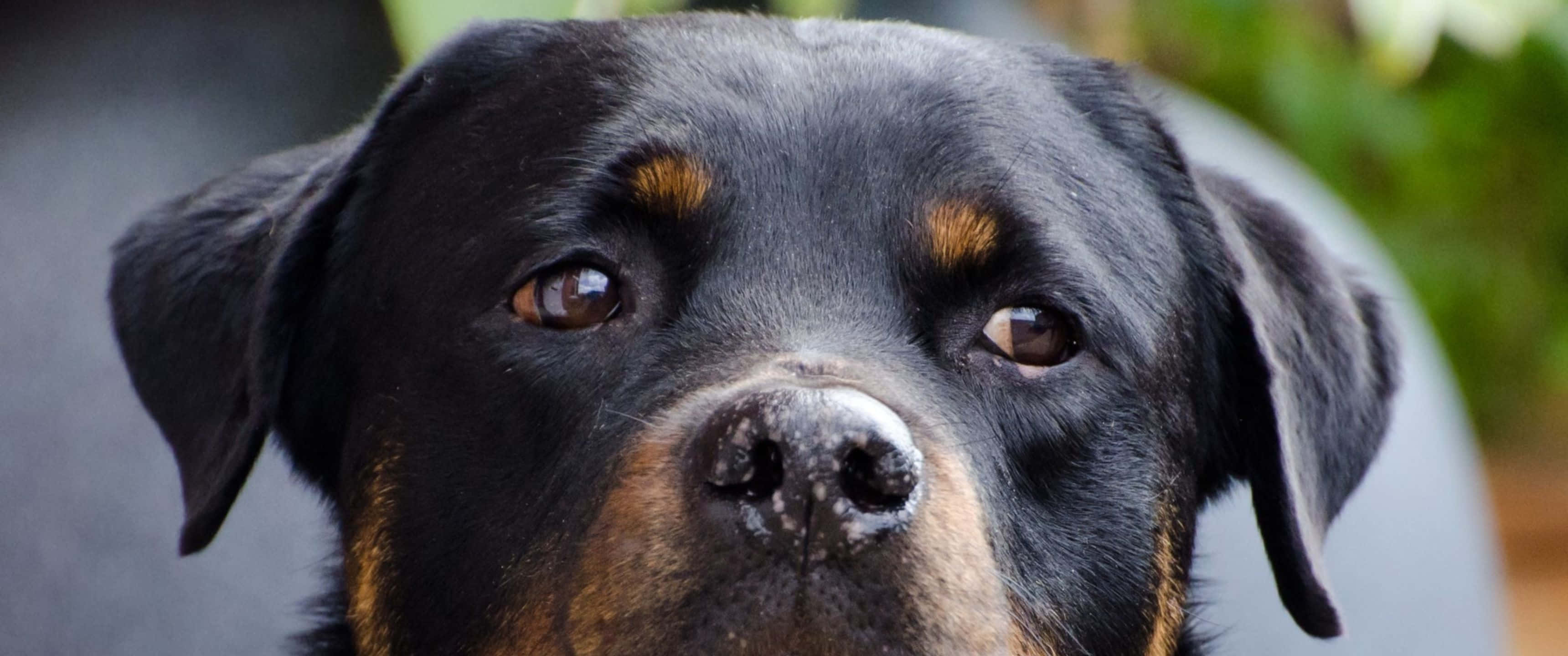Rottweiler, soulful brown eyes, tan markings, 2K Desktop Wallpaper