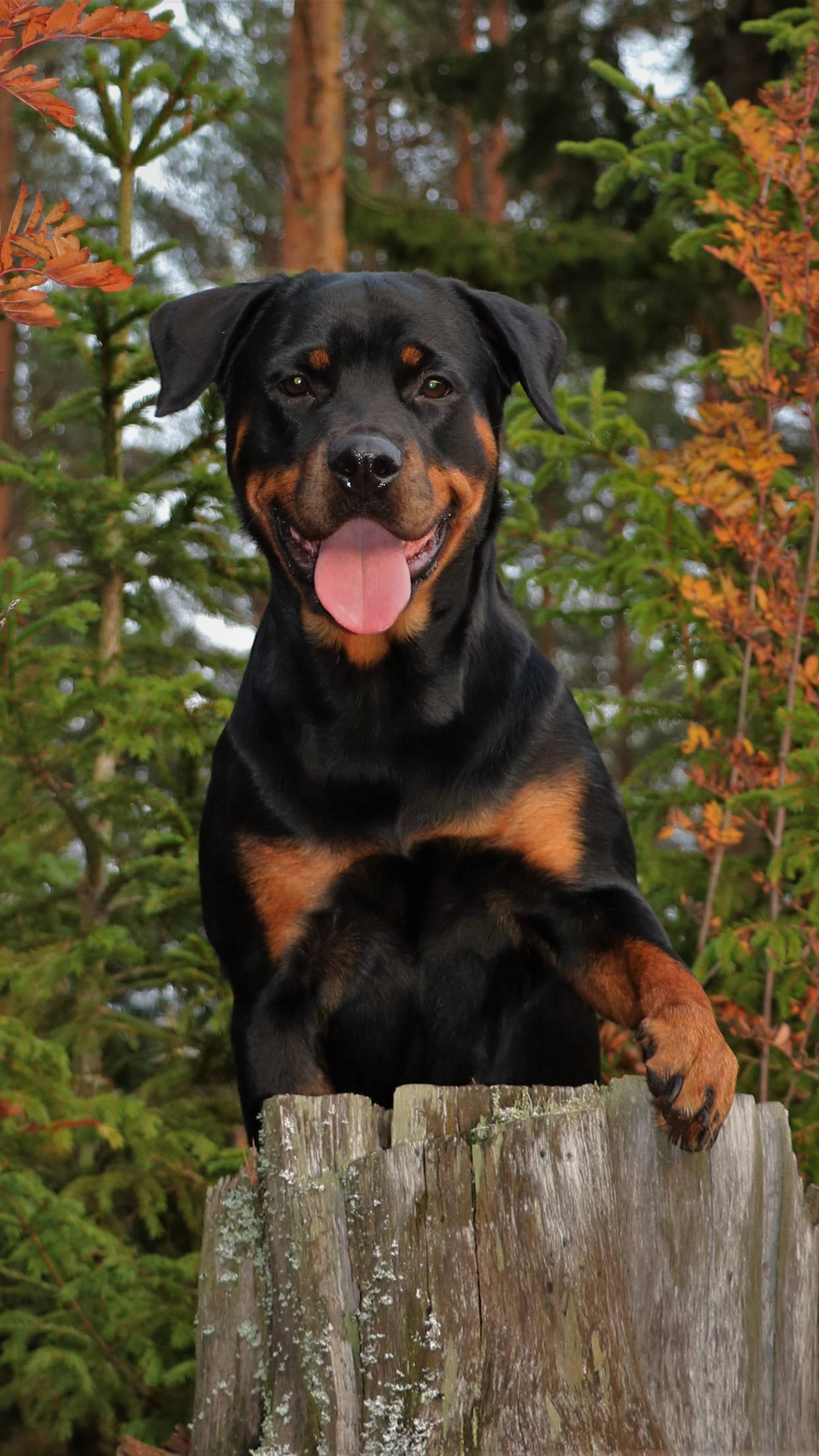 Rottweiler, pink tongue, mossy tree stump, Full HD Phone Wallpaper