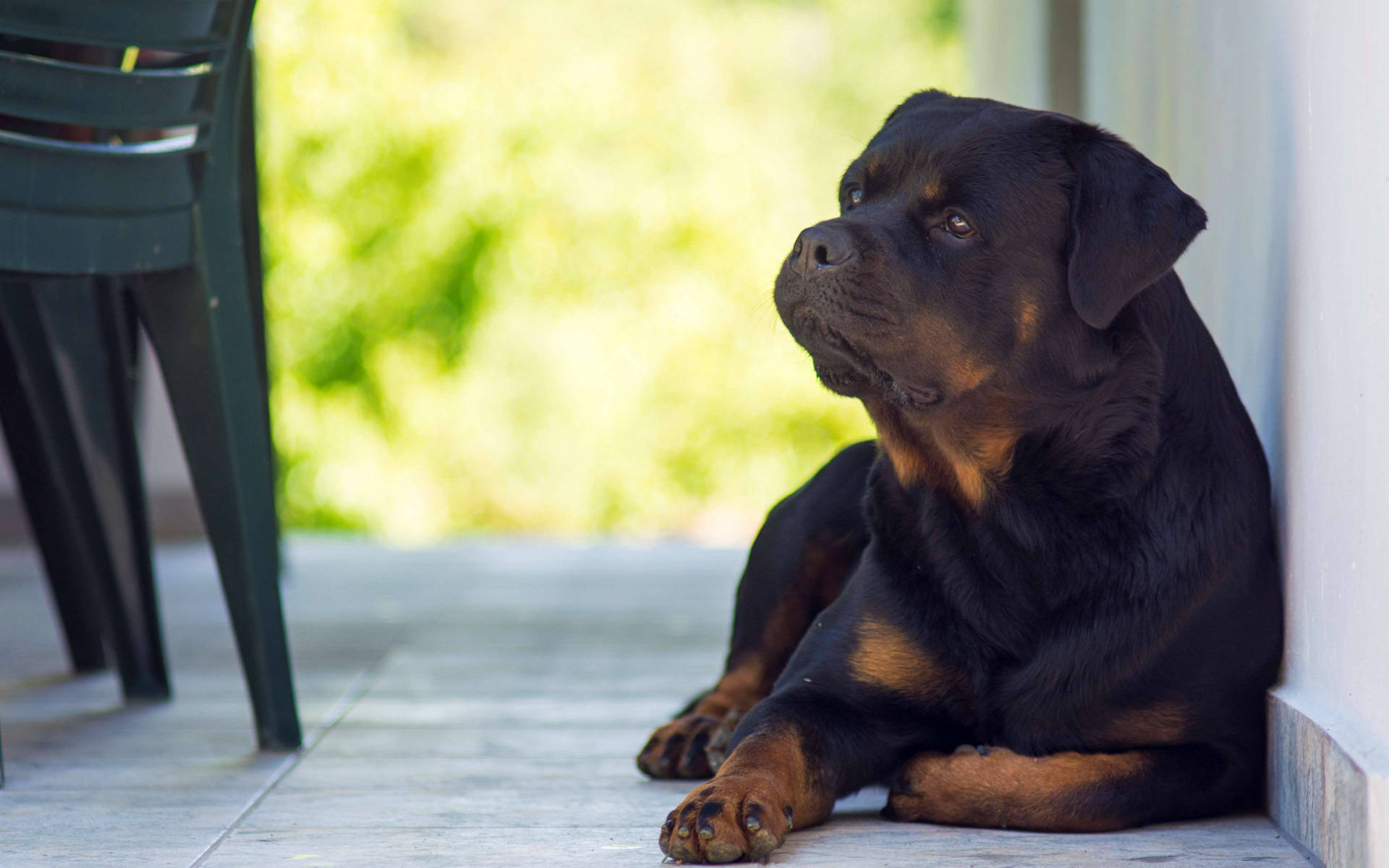 Rottweiler, puppy, tiled porch, Full HD Desktop Wallpaper