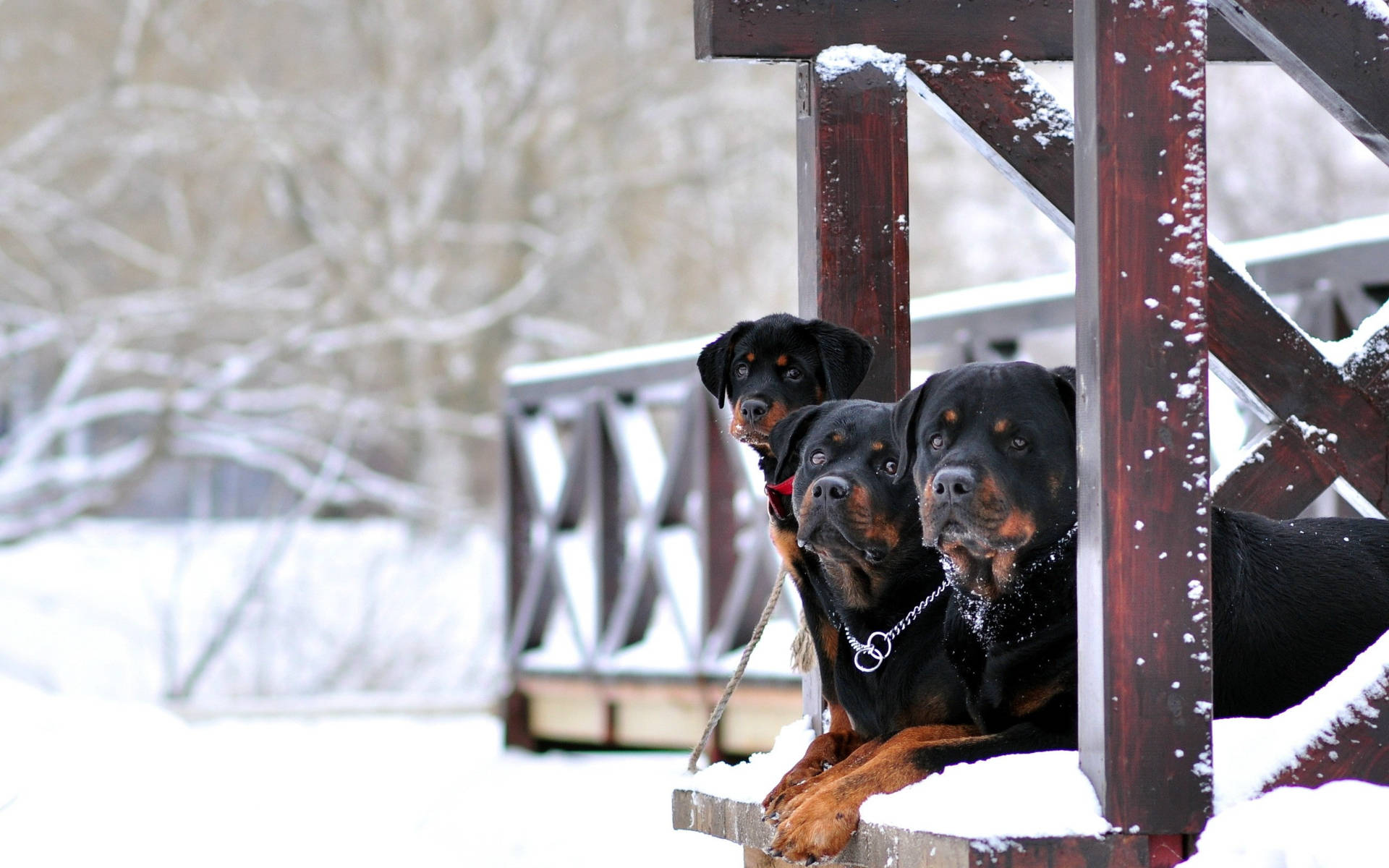 Rottweilers, snow-dusted wooden porch railing, wintry backdrop, Full HD Desktop Wallpaper