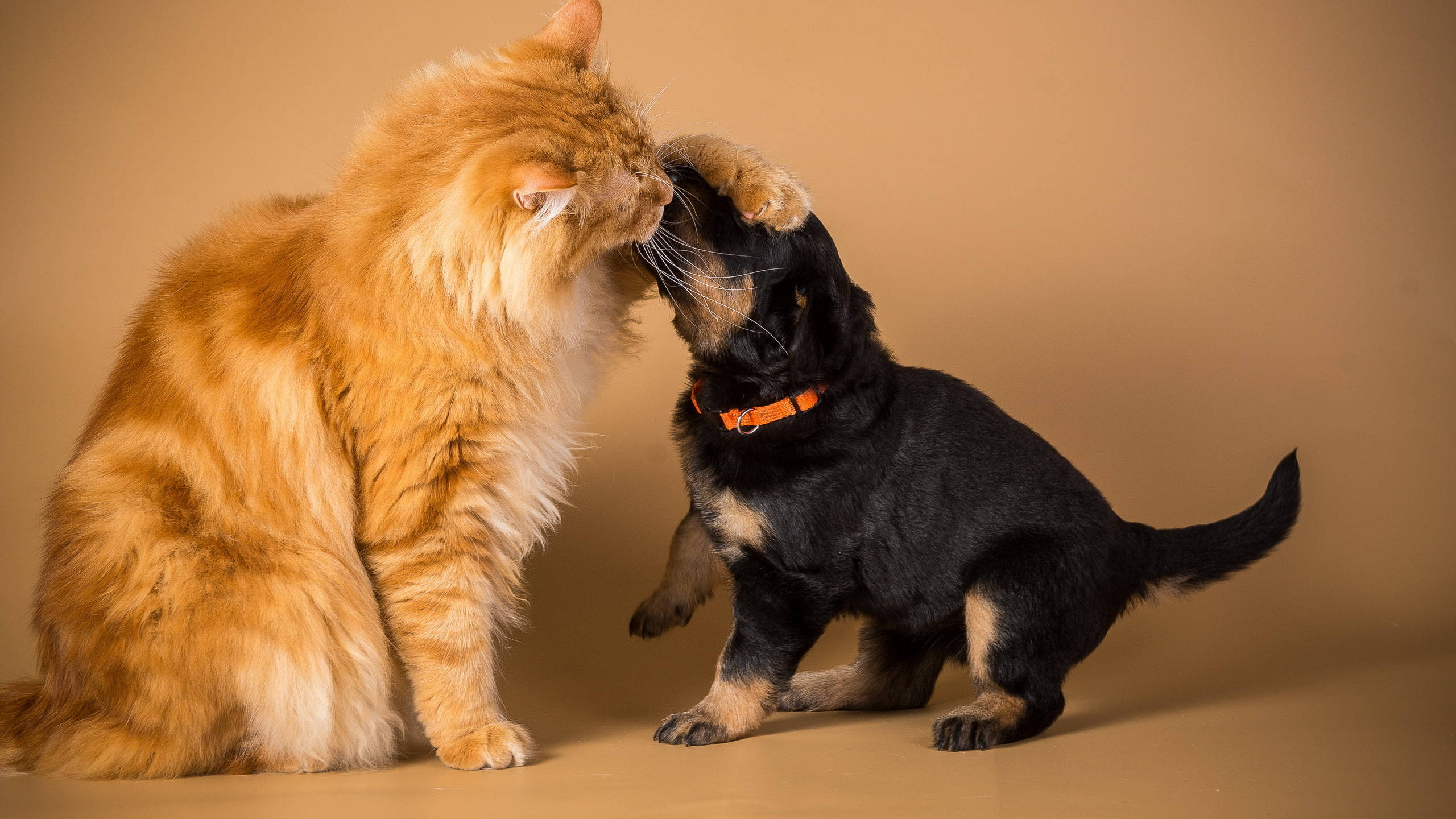 Rottweiler Puppy, fluffy orange cat, black puppy with tan paws, 2K Desktop Wallpaper