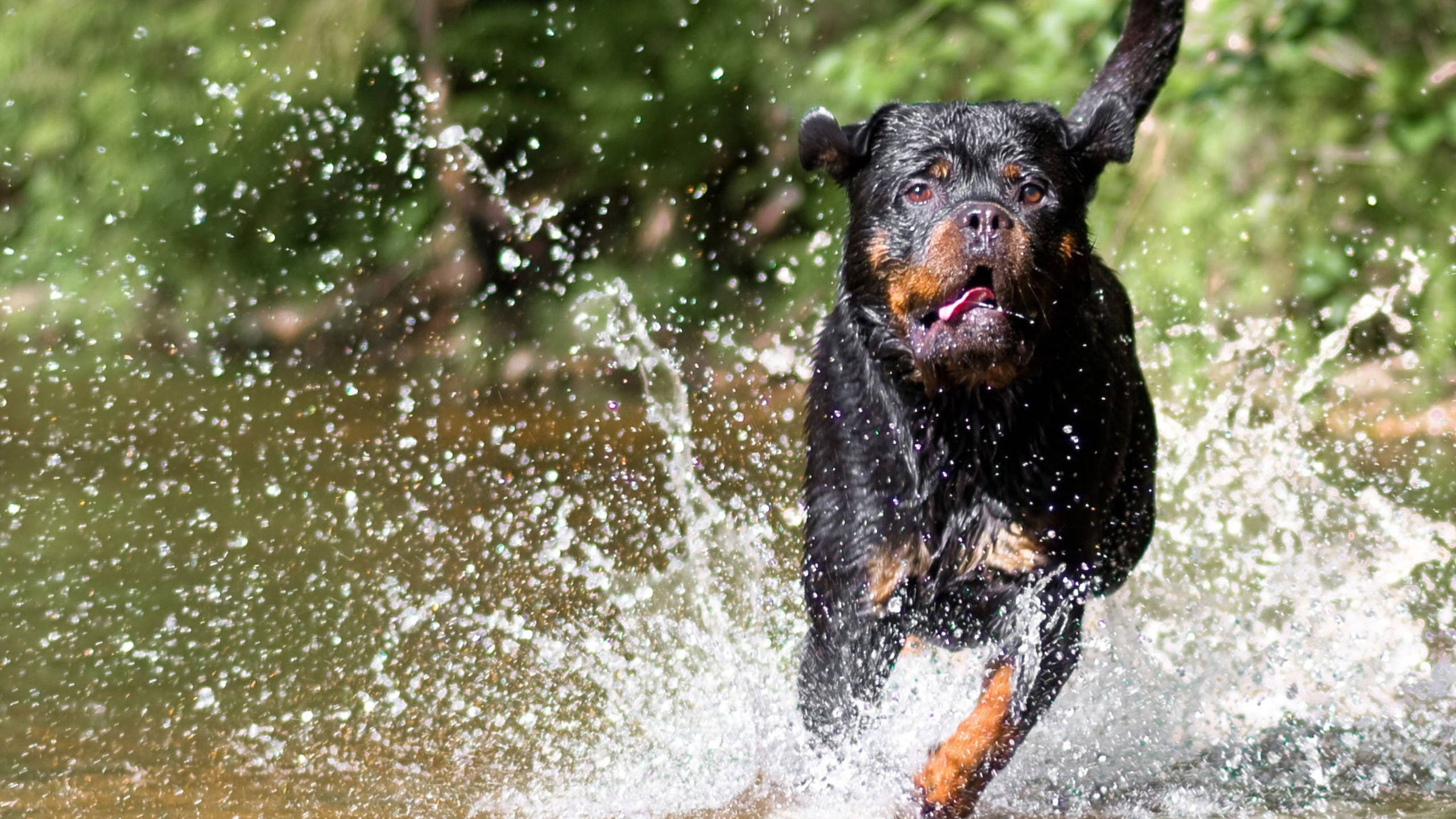 Rottweiler, leaps through shallow water, front paw raised, 2K Desktop Wallpaper