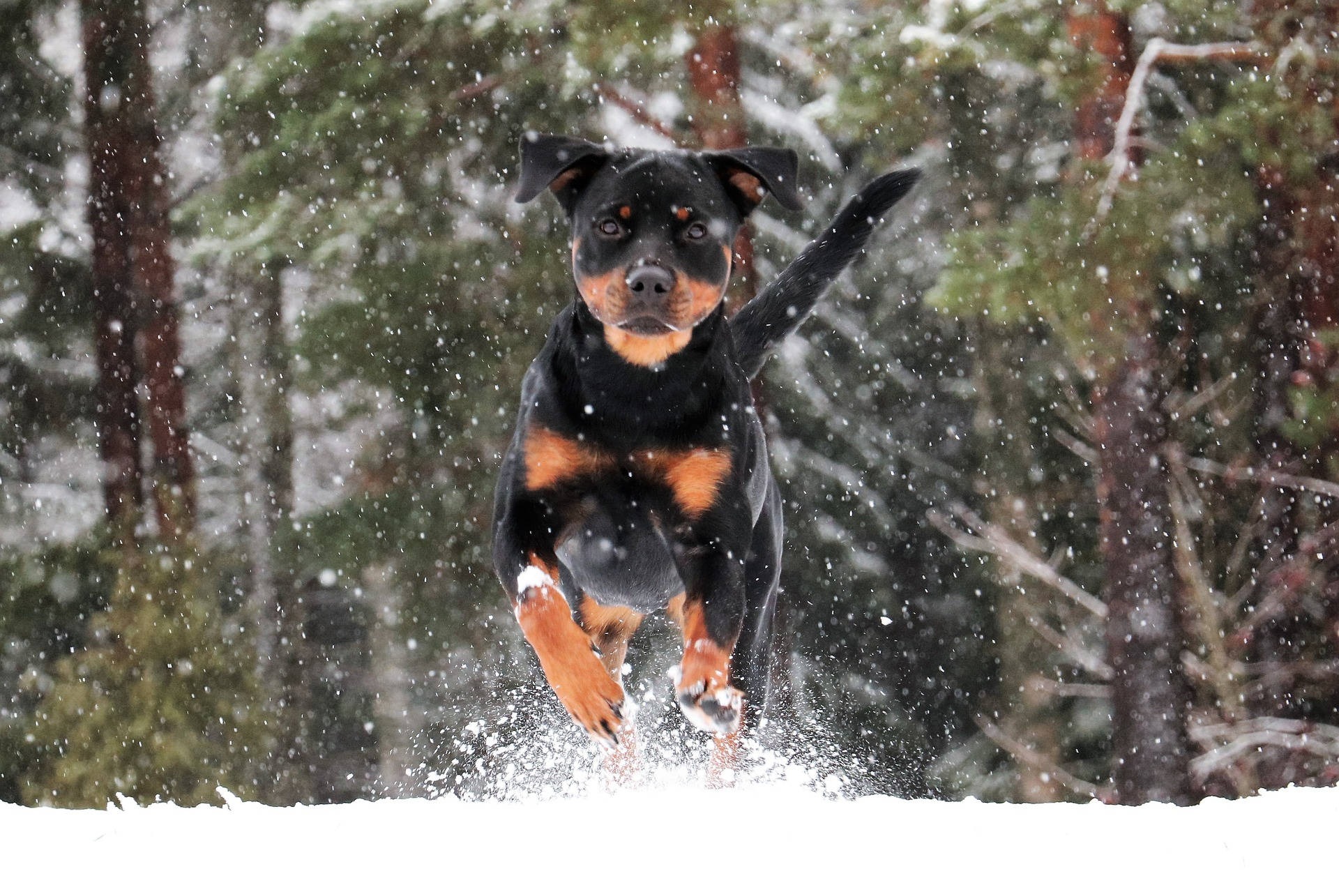 Rottweiler, snow, snowy forest, Full HD Desktop Wallpaper