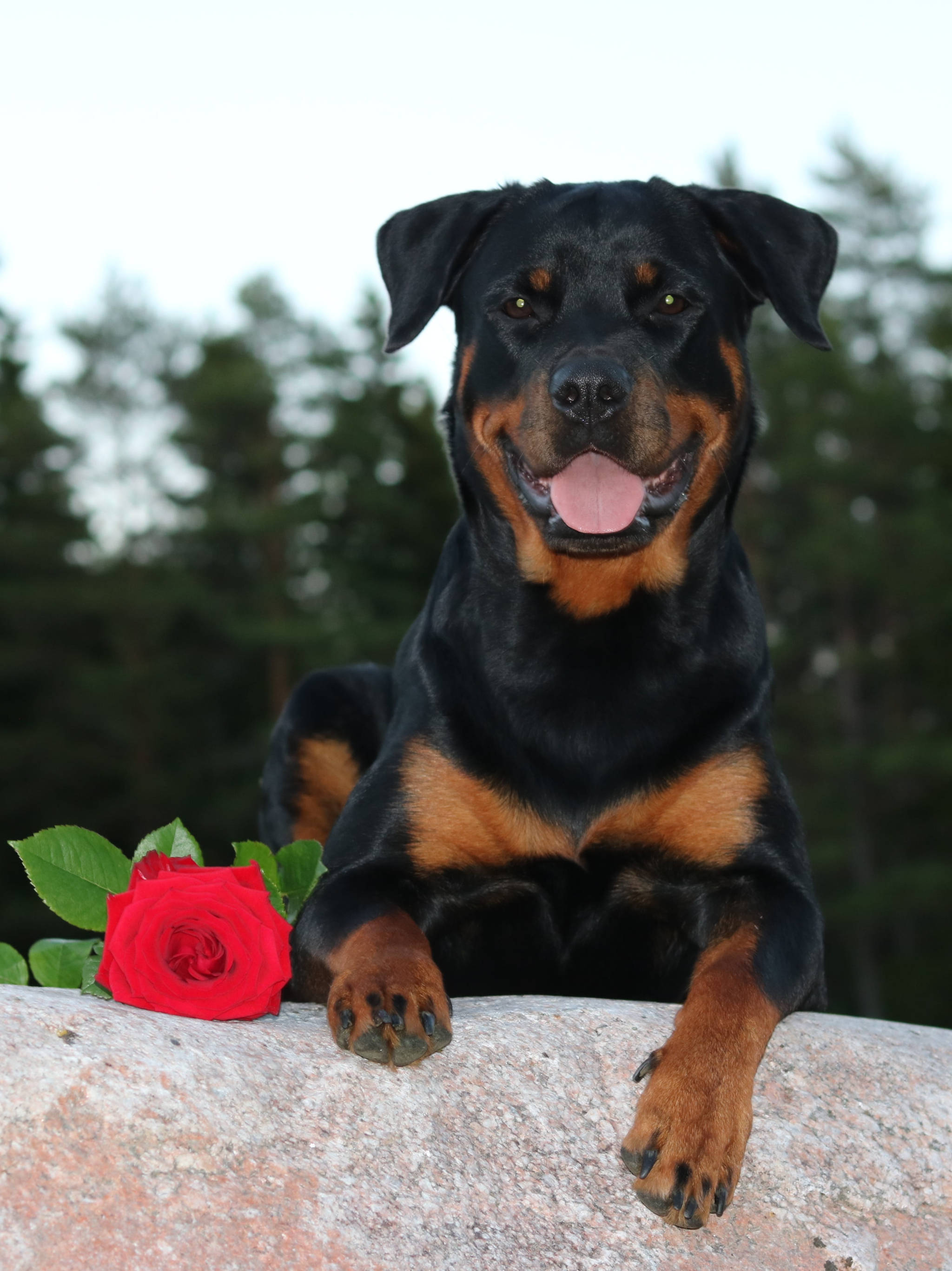 Rottweiler, red rose, stone, 2K Phone Wallpaper