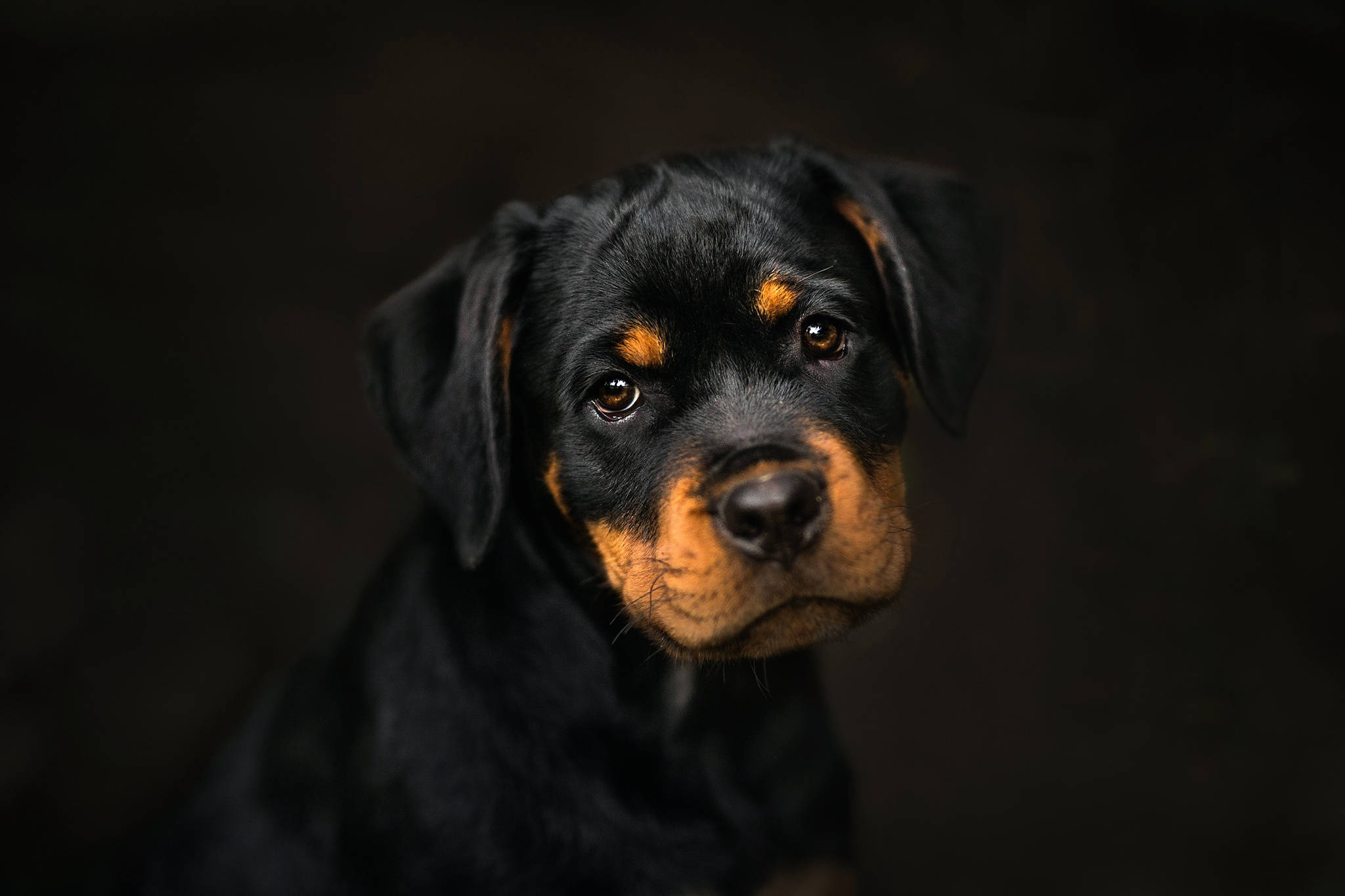 Rottweiler puppy, brown eyes, tan markings, Full HD Desktop Wallpaper