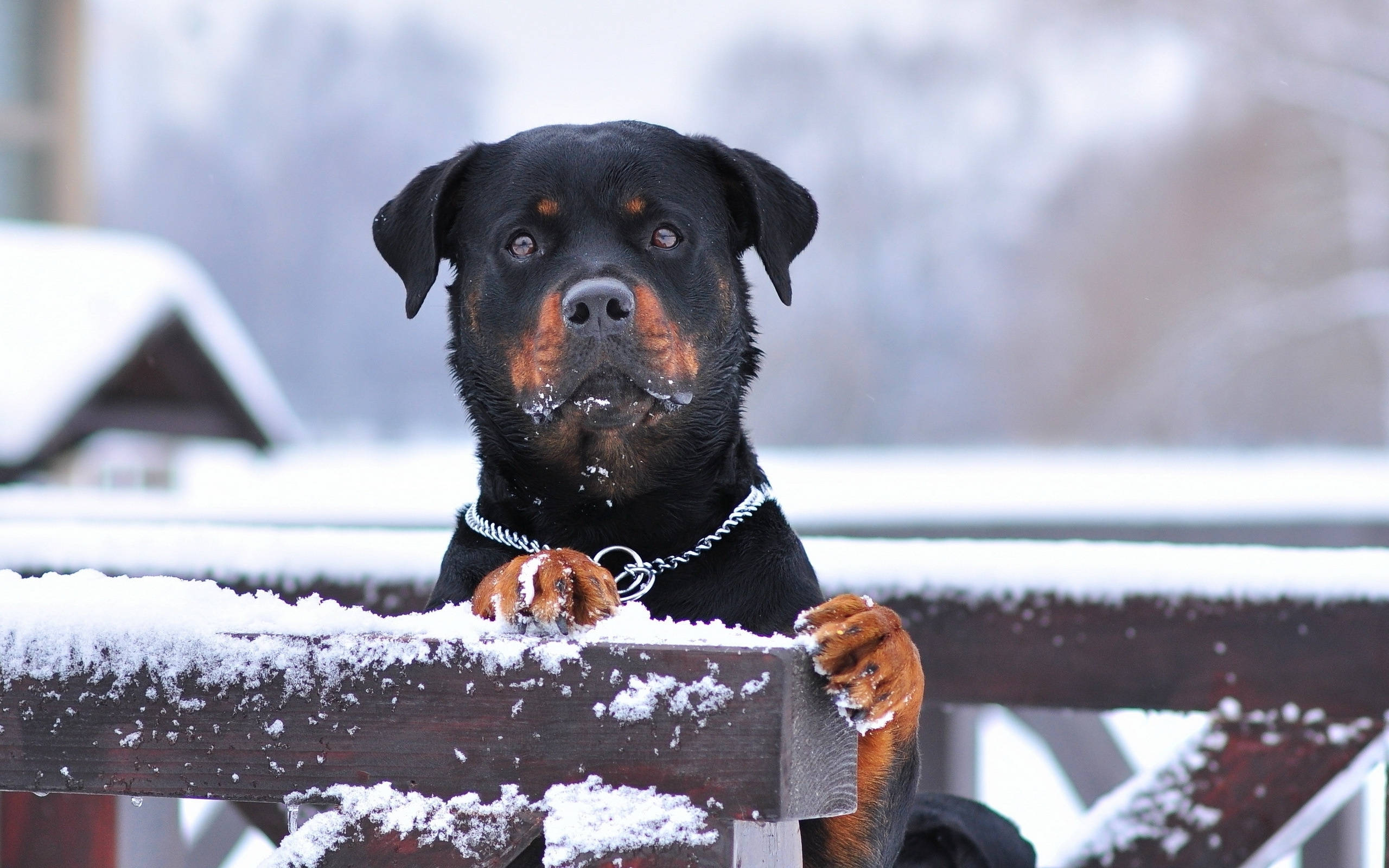 Rottweiler, snow, paws, 2K Desktop Wallpaper