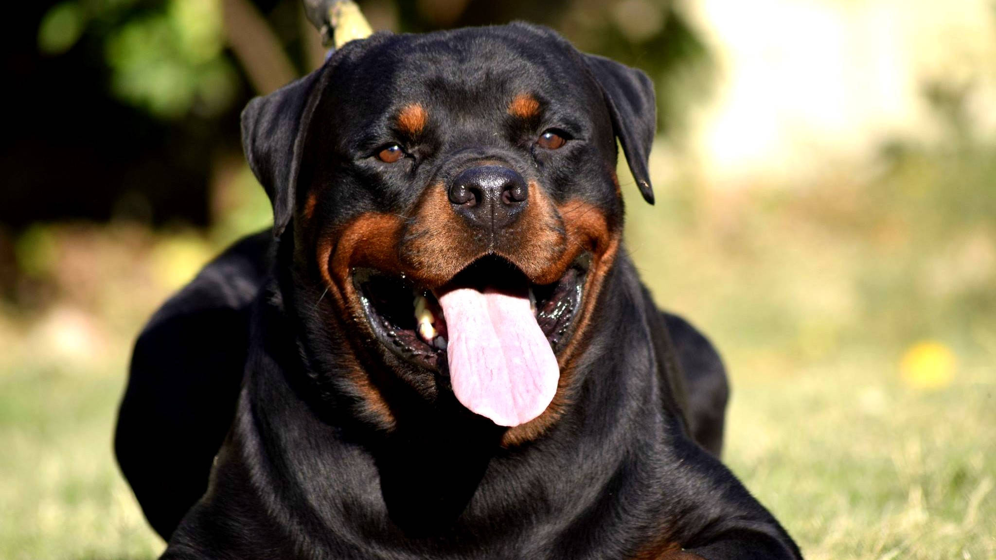 Rottweiler, pink tongue, grass, Full HD Desktop Wallpaper