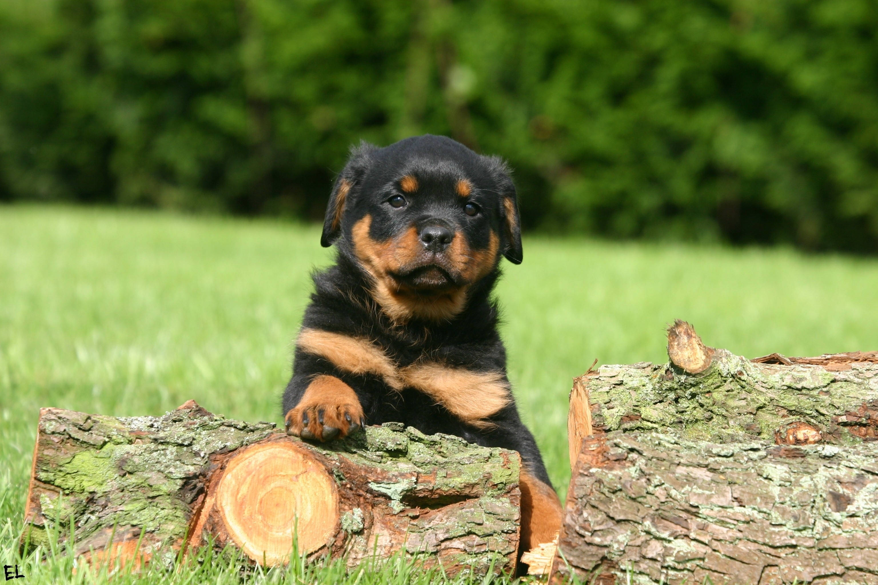 Rottweiler puppy, mossy log, sunlit grassy field, 2K Desktop Wallpaper