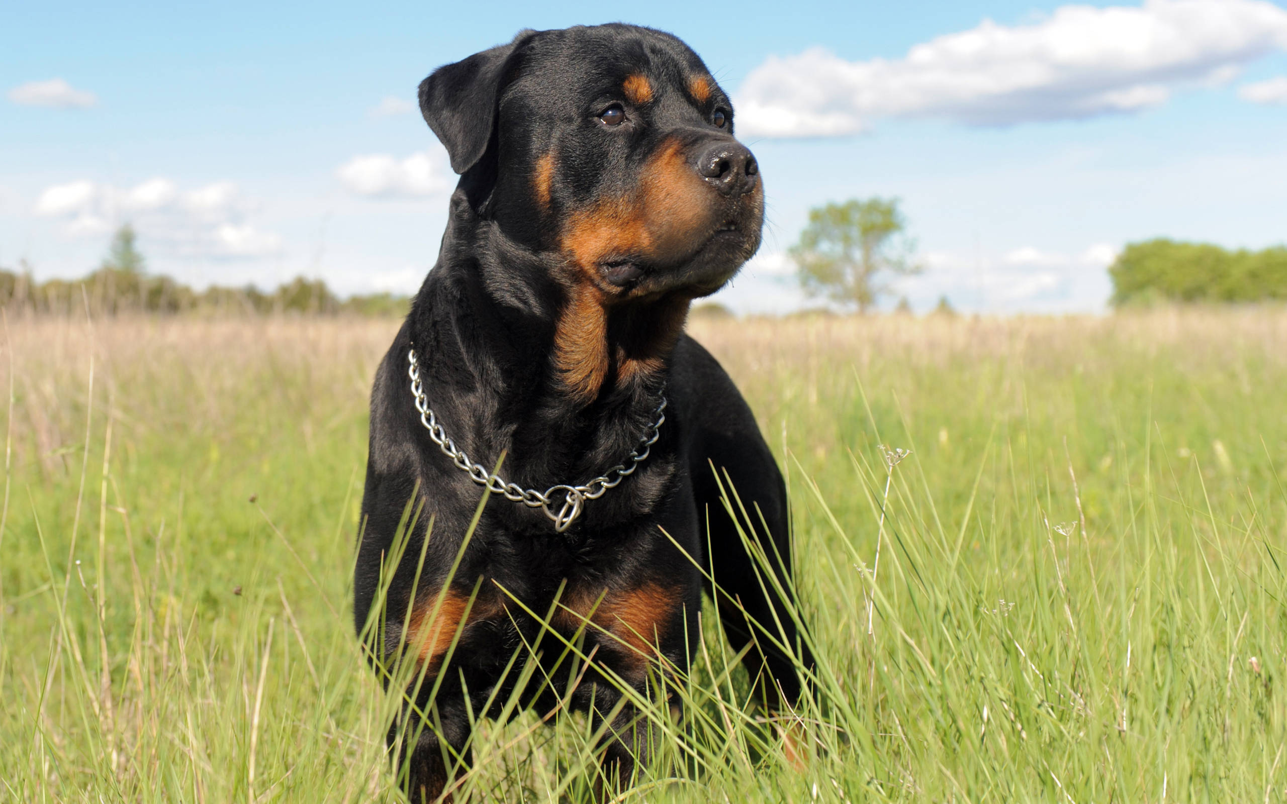 Rottweiler, tall green grass, bright blue sky, 2K Desktop Wallpaper