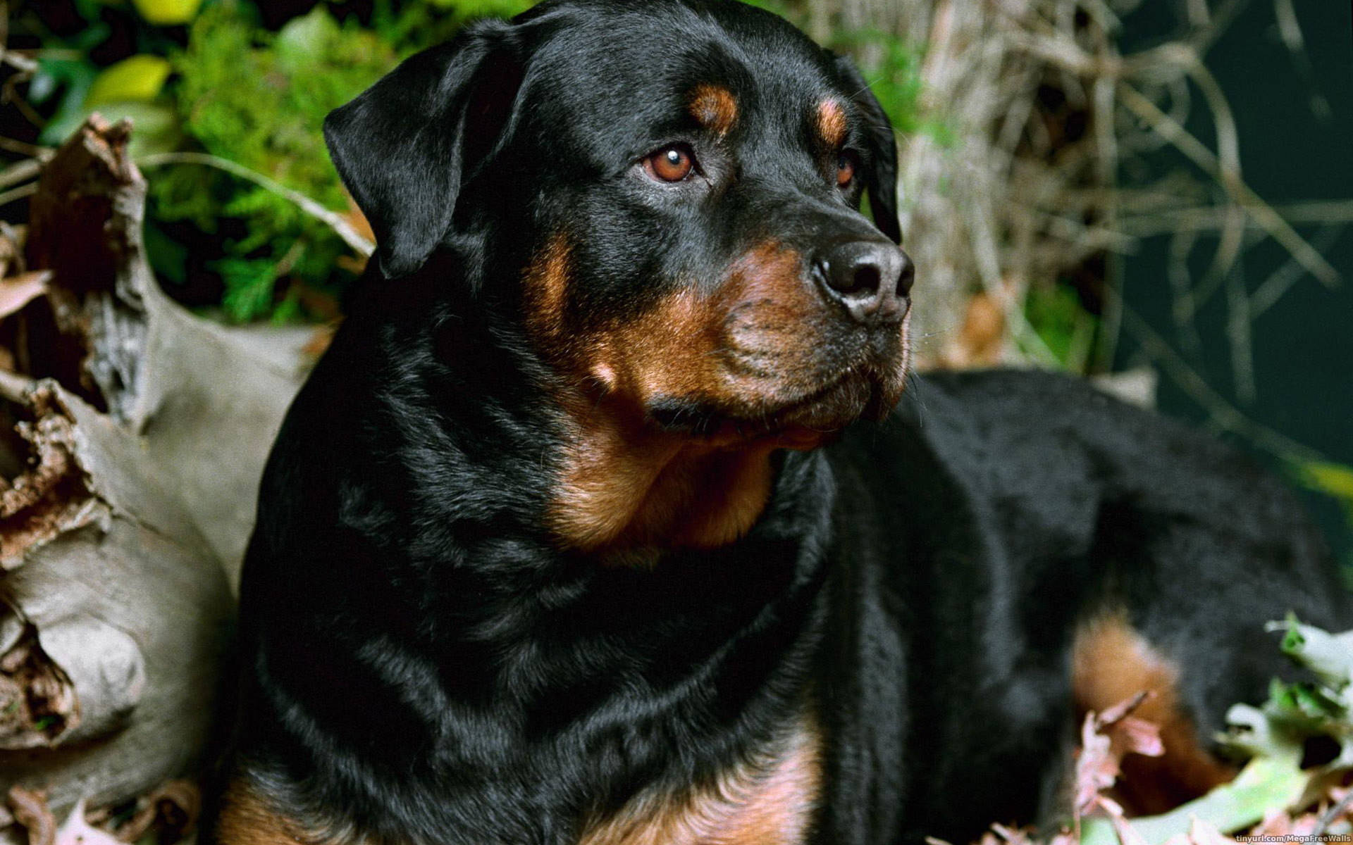 Precious Rottweiler Dog, black and tan Rottweiler, intense brown eyes, Full HD Desktop Wallpaper