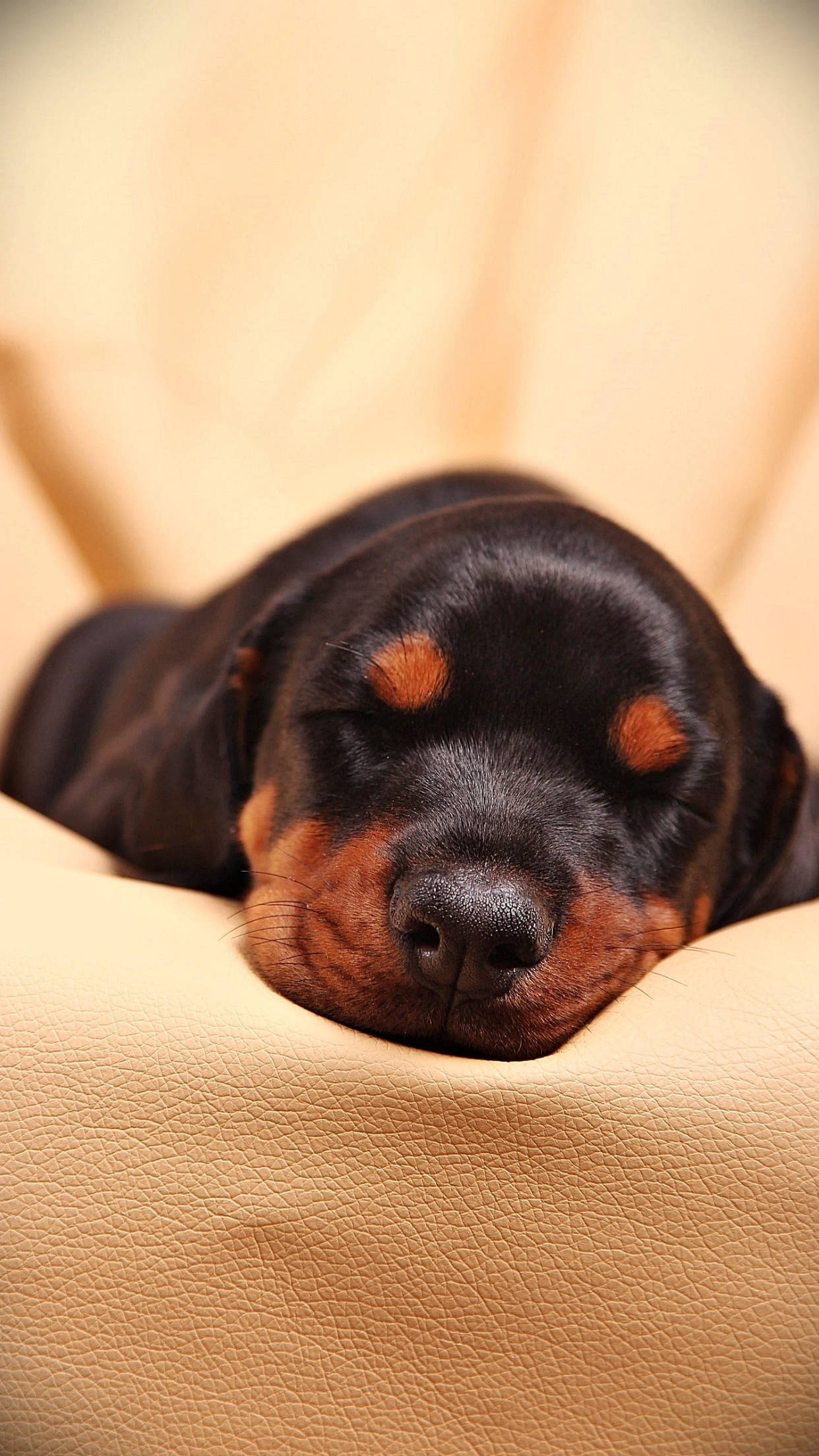 Rottweiler puppy, black and tan fur, tan leather surface, Full HD Phone Wallpaper