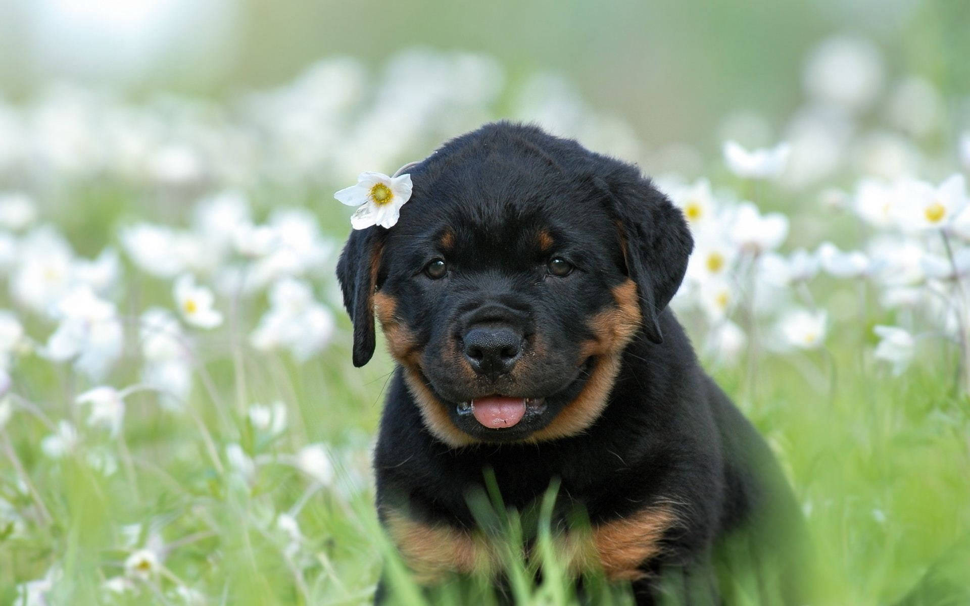 Rottweiler puppy, black and tan, white flower, Full HD Desktop Wallpaper