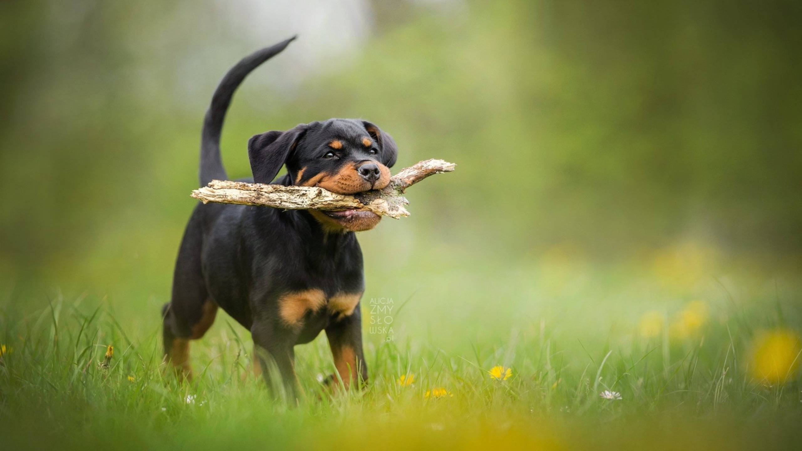 Rottweiler puppy, wood fetch, sunlit meadow, 2K Desktop Wallpaper
