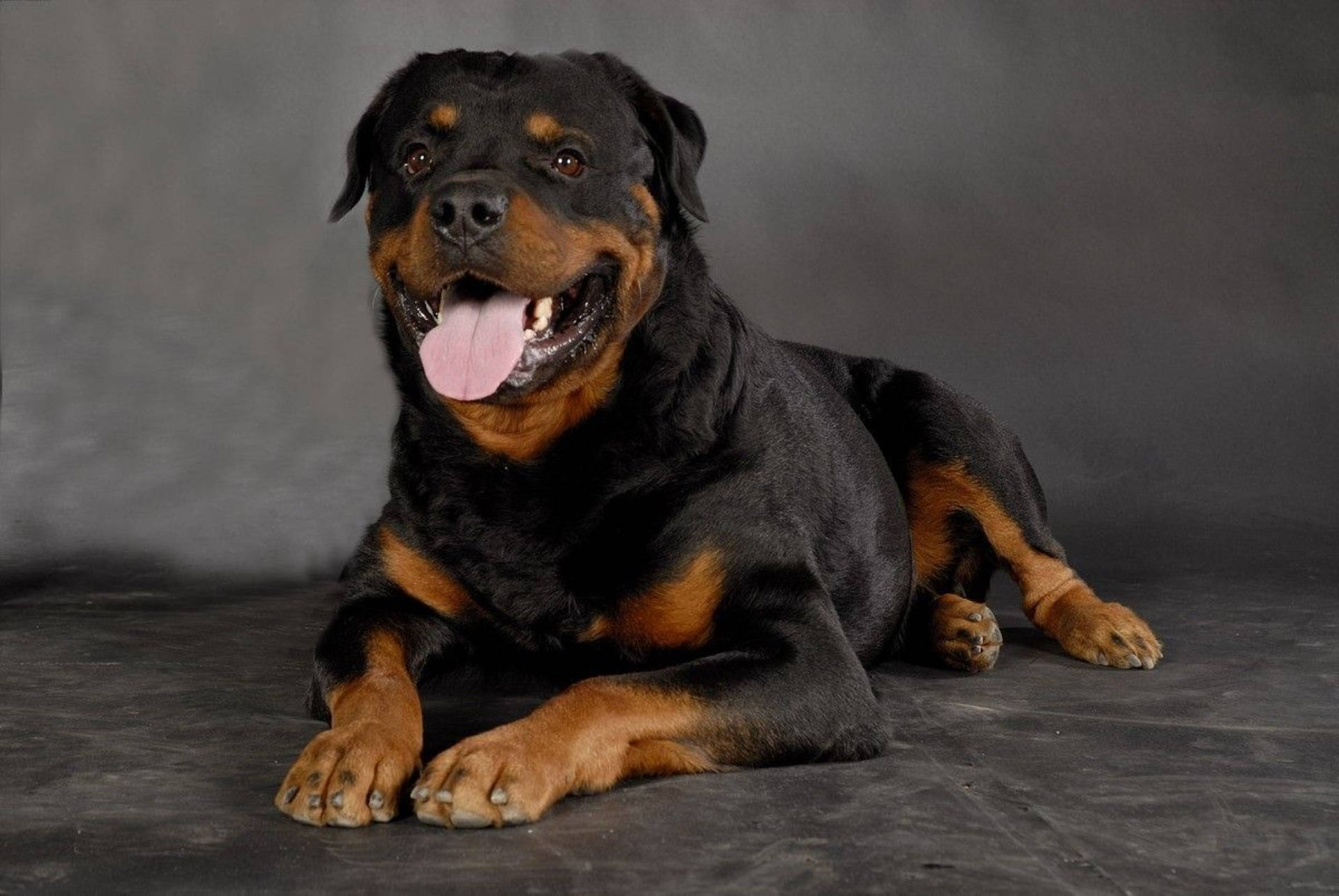 Rottweiler, black and tan fur, dark studio floor, Full HD Desktop Wallpaper