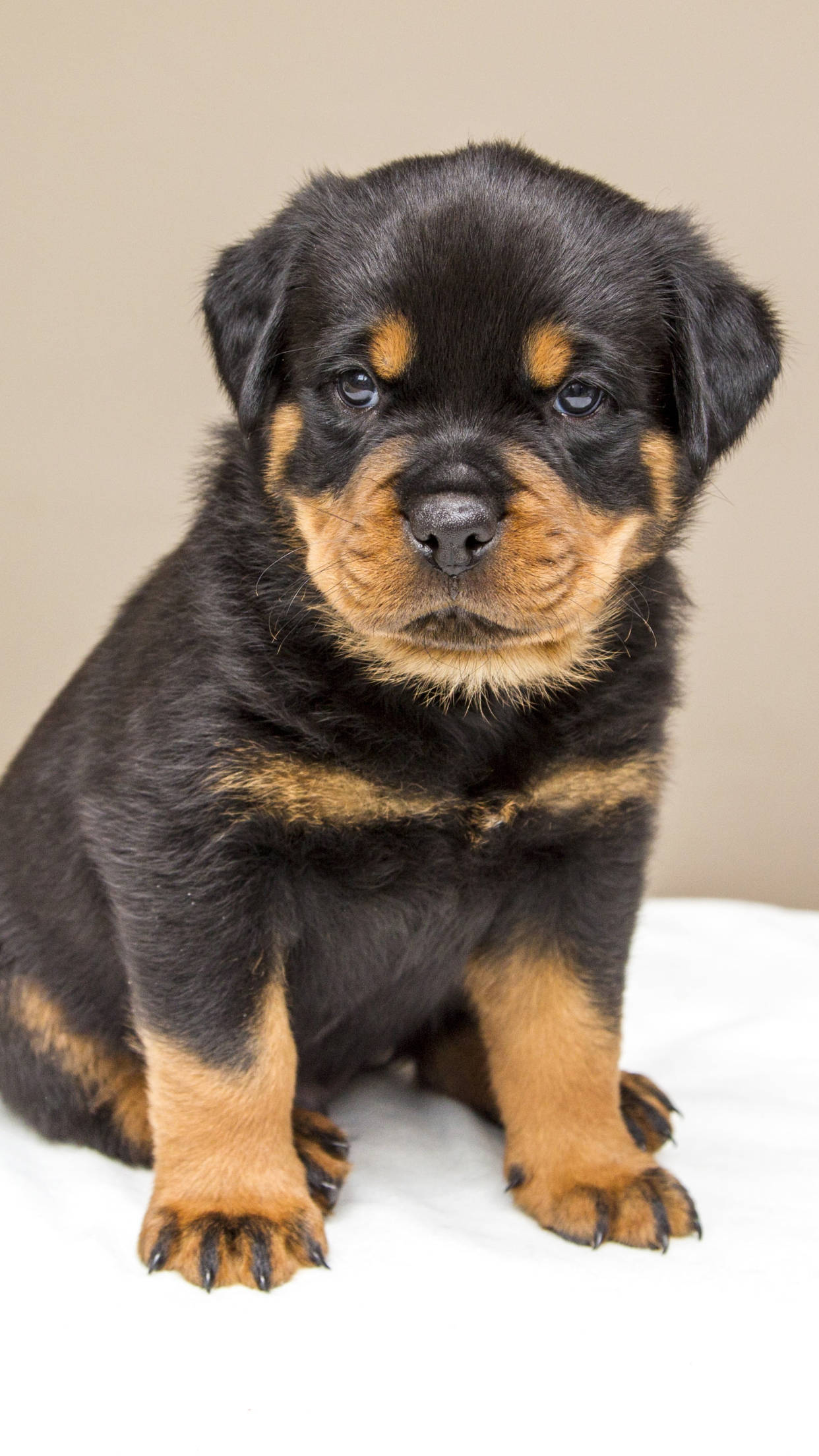 Baby Rottweiler Doggo, fluffy black and tan Rottweiler puppy, white surface, Full HD Phone Wallpaper
