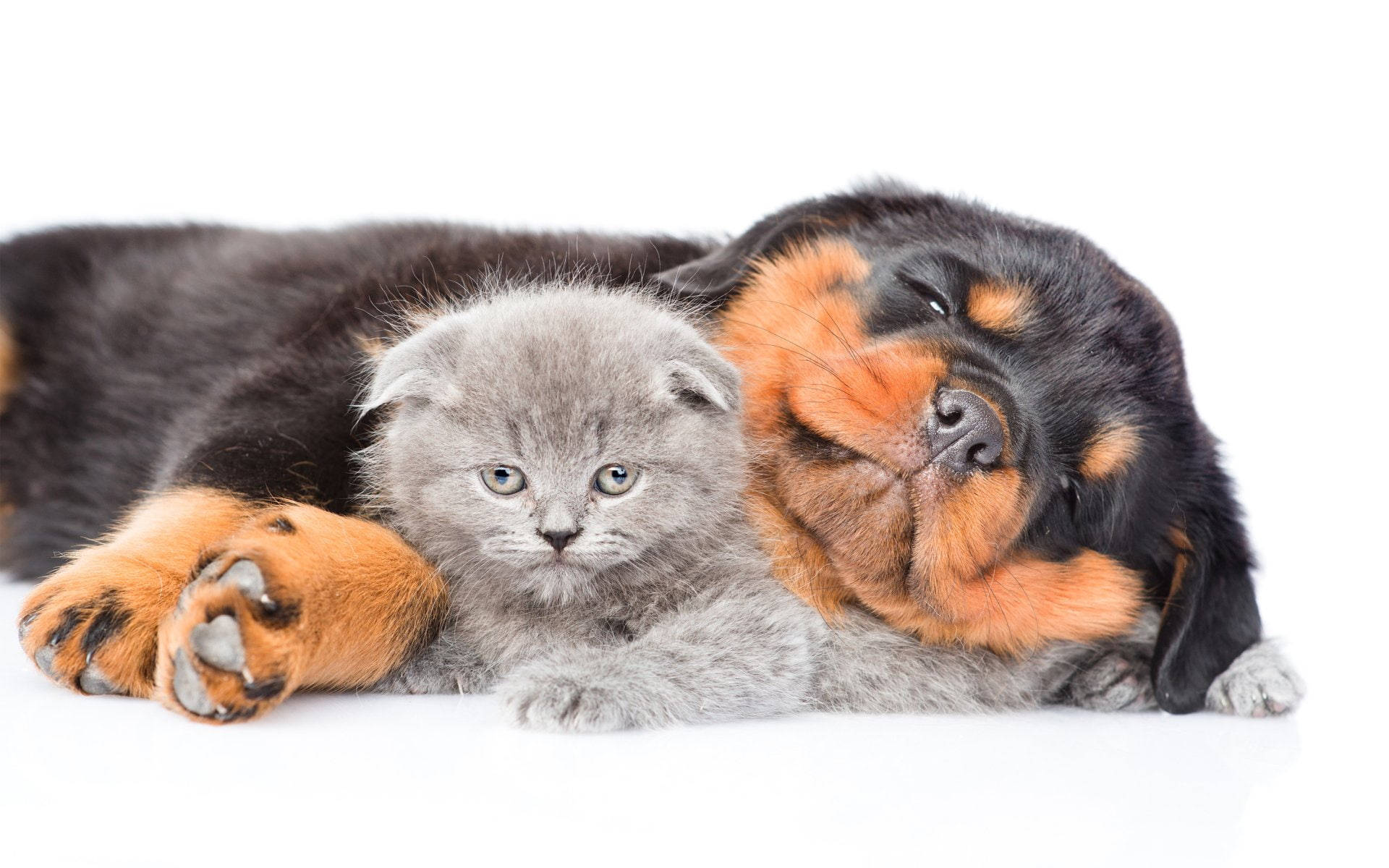 Rottweiler, kitten, grey Scottish Fold kitten, Full HD Desktop Wallpaper