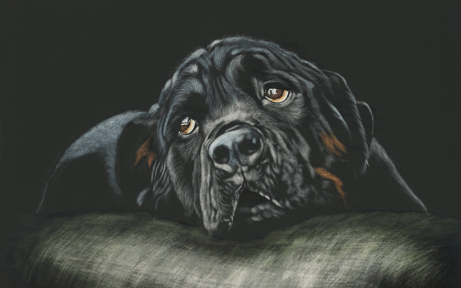 black Rottweiler, warm amber eyes, textured green cushion, Full HD Desktop Wallpaper