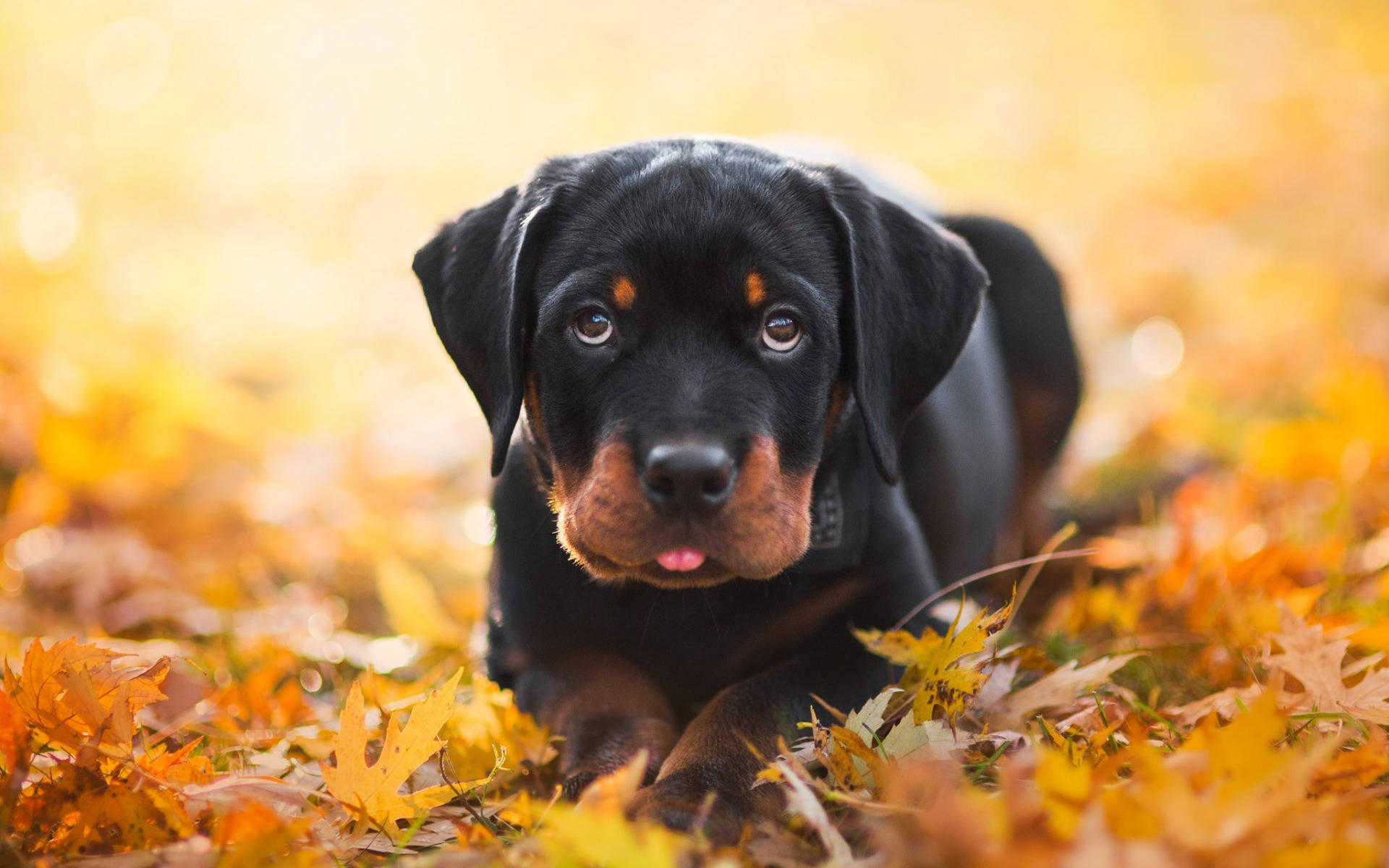 Rottweiler puppy, autumn, golden autumn leaves, Full HD Desktop Wallpaper