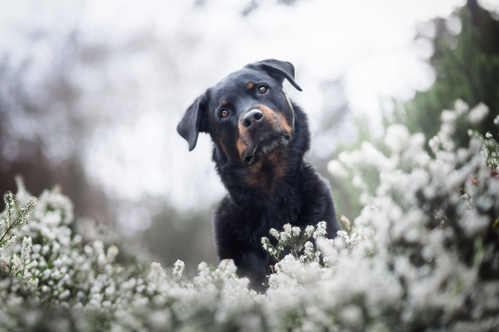 black and tan Rottweiler puppy, white blossoms, soft blurred background, Full HD Desktop Wallpaper