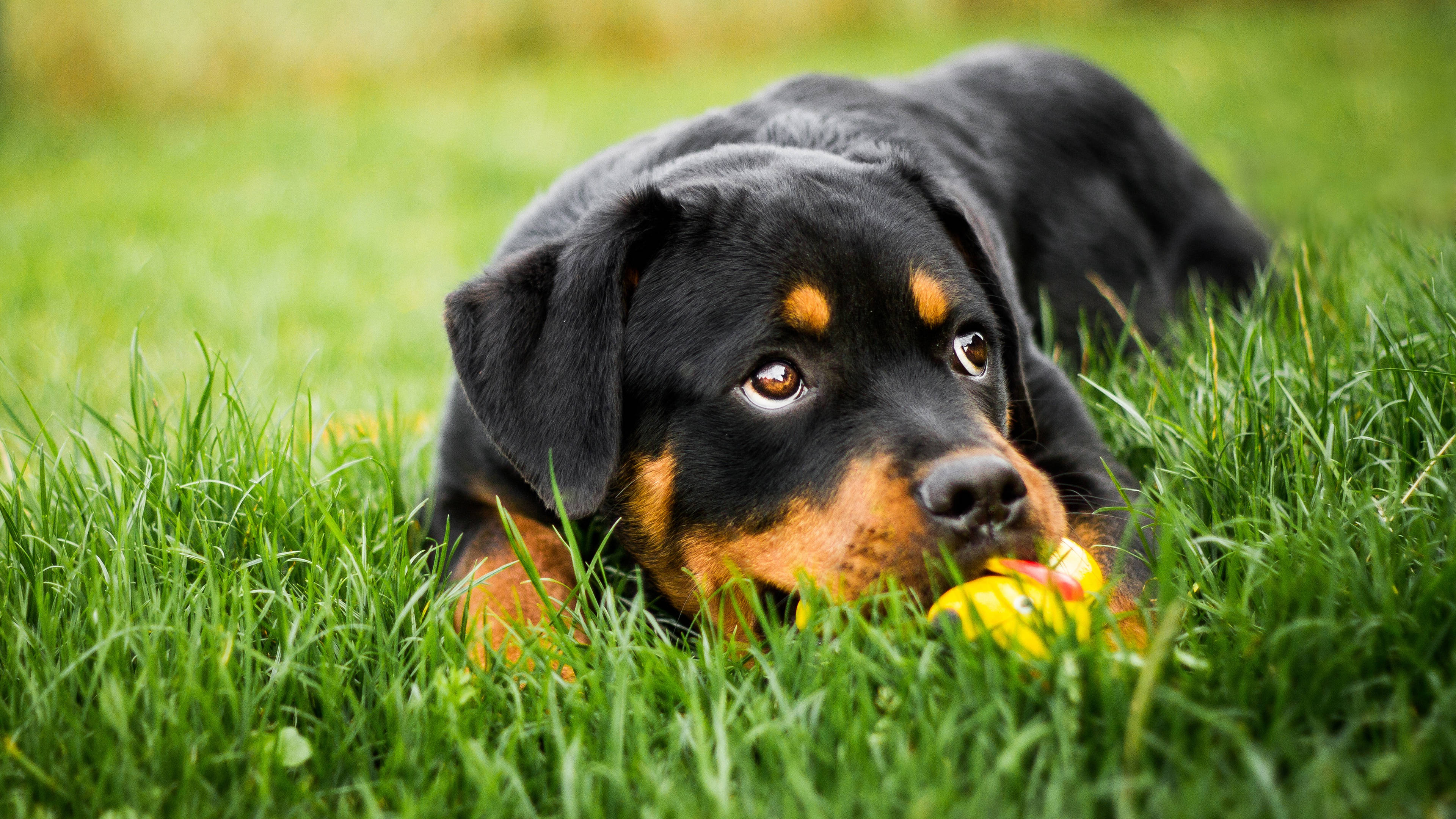 Rottweiler, ducky toy, vibrant green grass, 4K Desktop Wallpaper