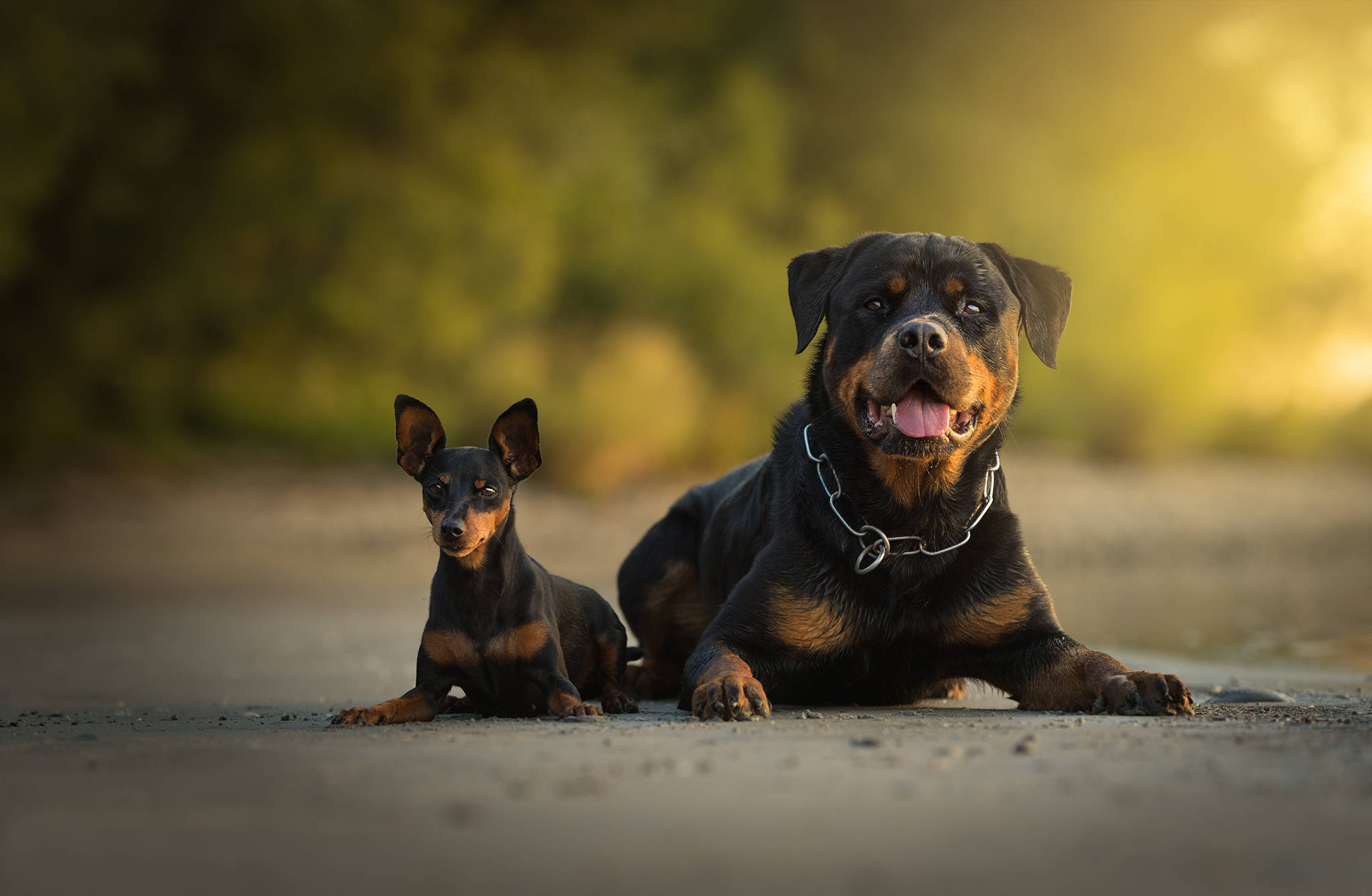 Rottweiler, mini pincher dogs, dirt path, Full HD Desktop Wallpaper
