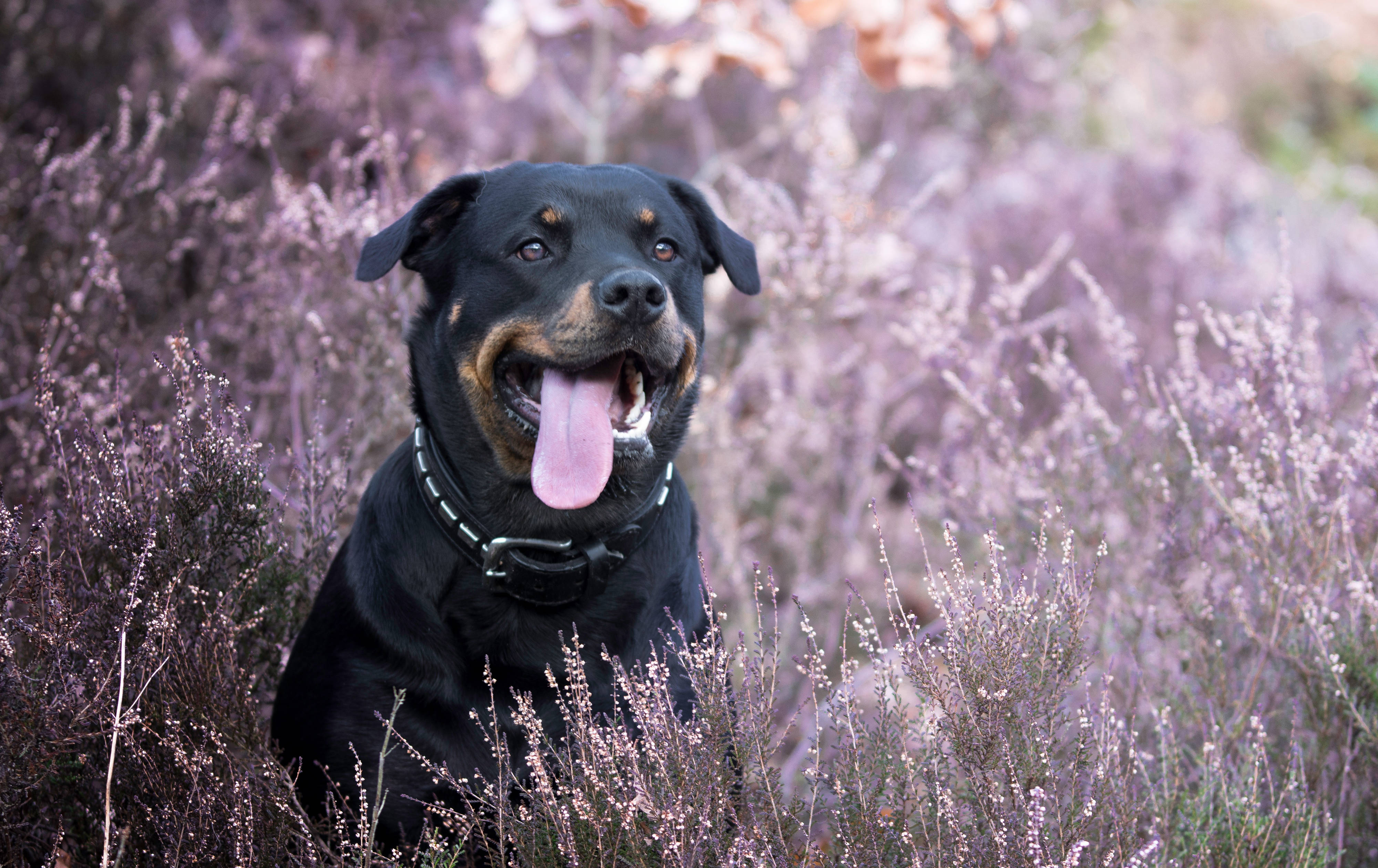 Rottweiler, lavenders, purple heather bushes, 4K Desktop Wallpaper