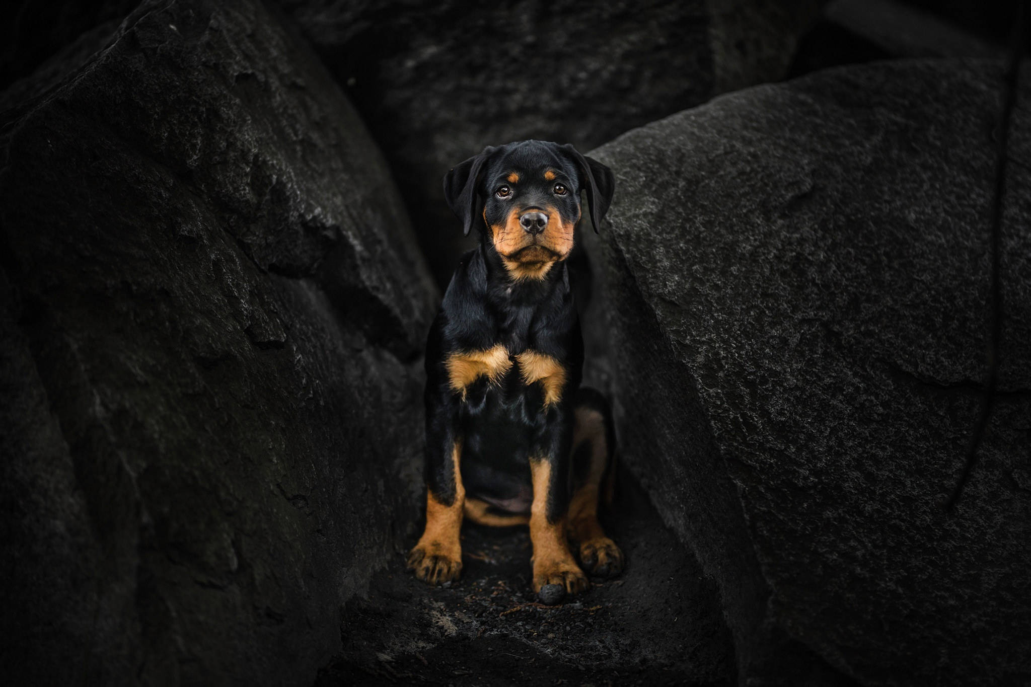 Rottweiler, black and tan fur, dark textured rocks, Full HD Desktop Wallpaper