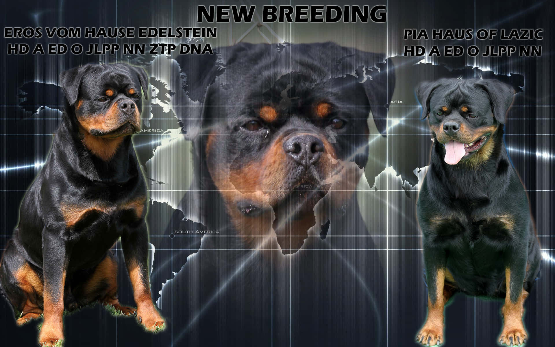 Rottweiler, glowing world map backdrop, genetic health text overlays, Full HD Desktop Wallpaper