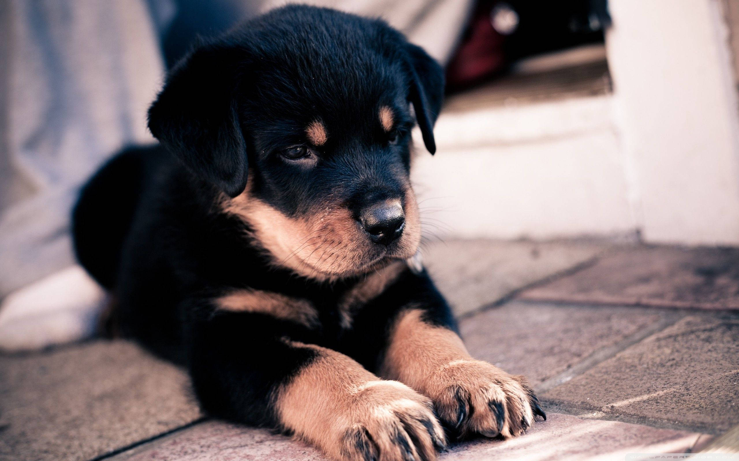 Rottweiler puppy, black and tan, stone tiles, 2K Desktop Wallpaper