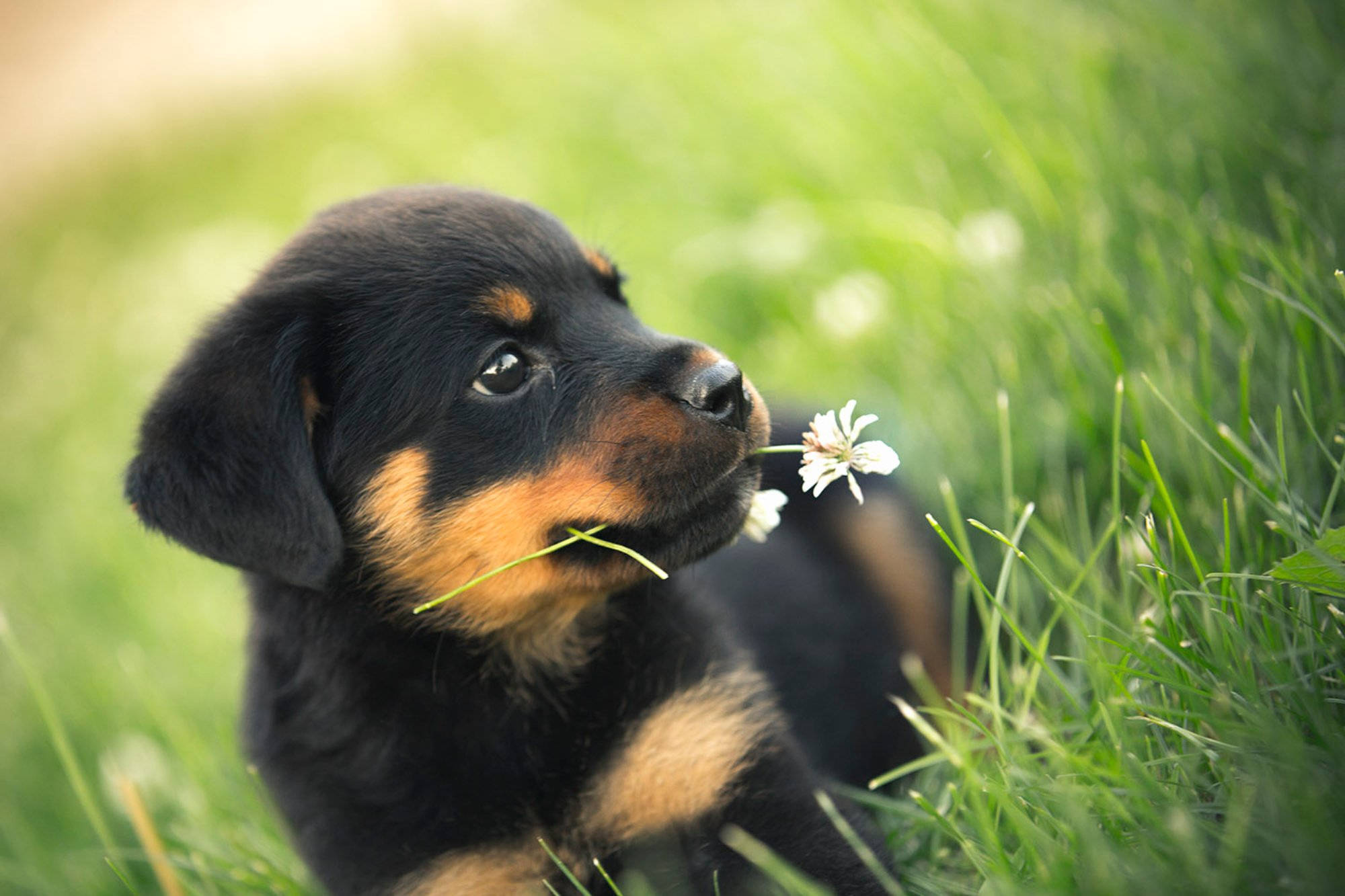Rottweiler puppy, black and tan, white dandelion, Full HD Desktop Wallpaper