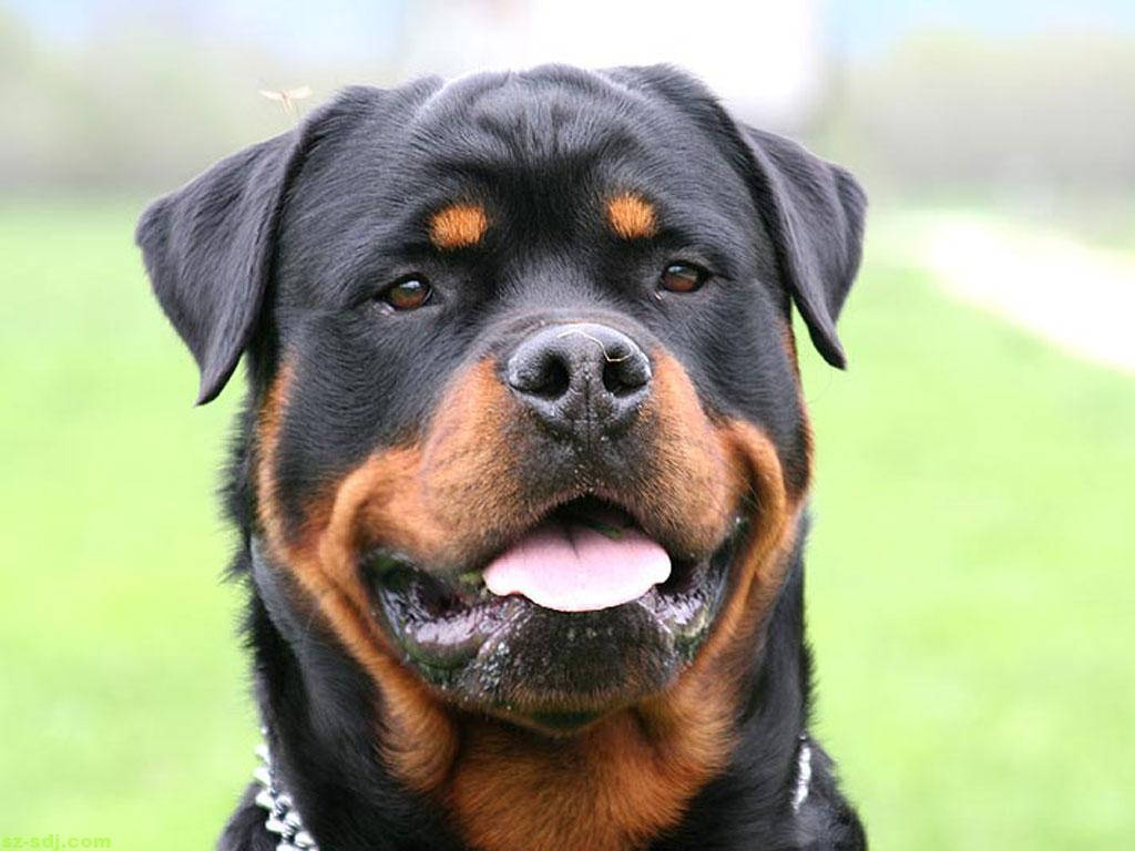 Rottweiler, black and tan coat, grassy field, SD Desktop Wallpaper