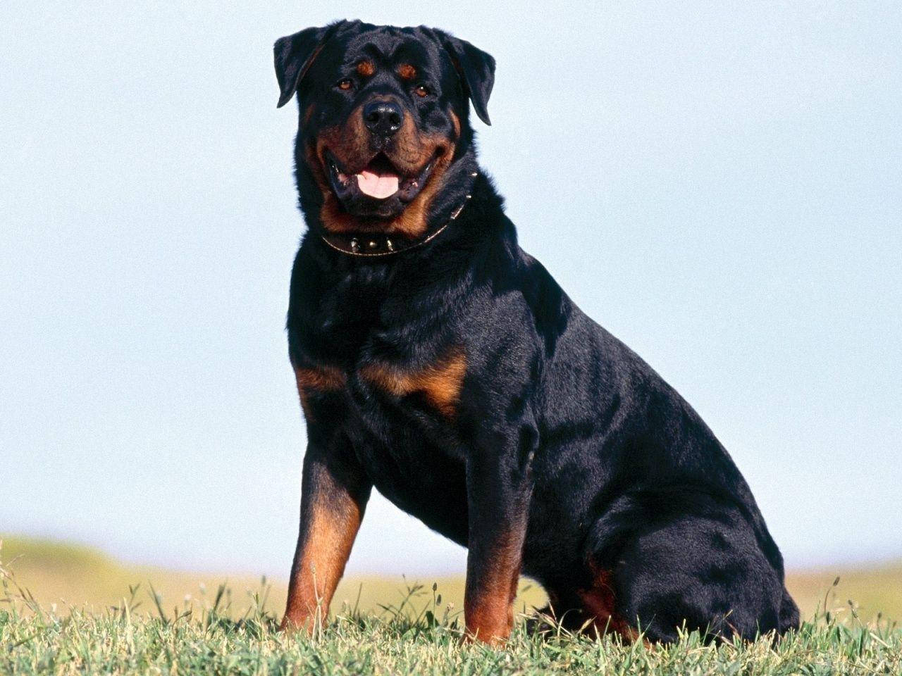 Rottweiler, grass, bright sky, HD Desktop Wallpaper