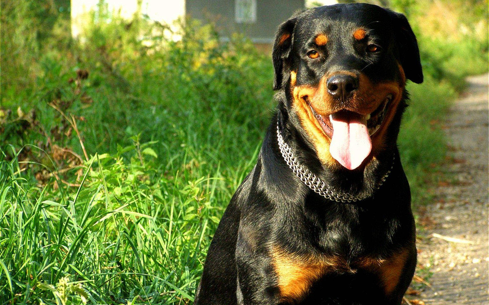 Rottweiler, chain collar, gravel path, Full HD Desktop Wallpaper