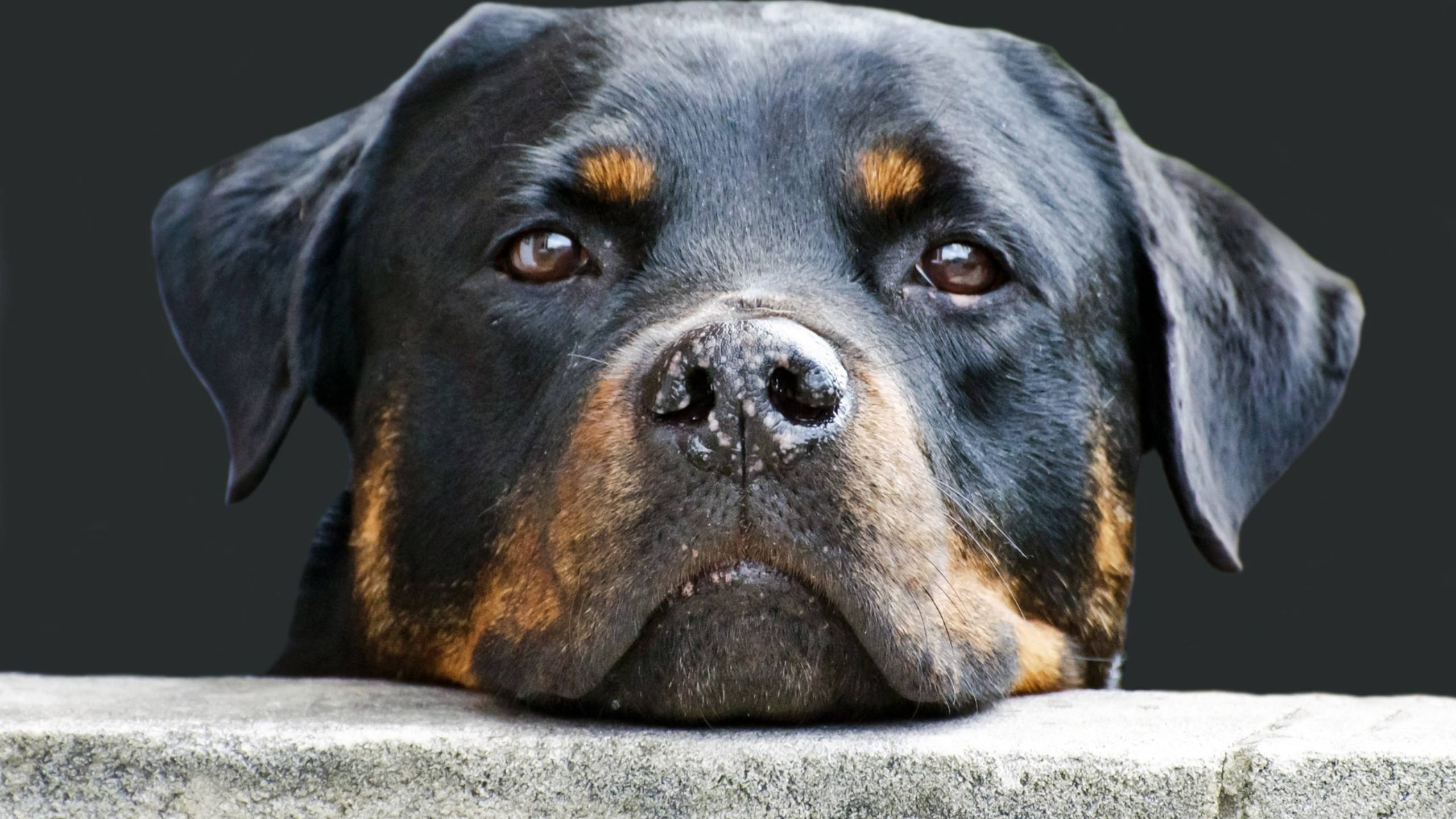 Rottweiler, calm face, stone ledge, 2K Desktop Wallpaper