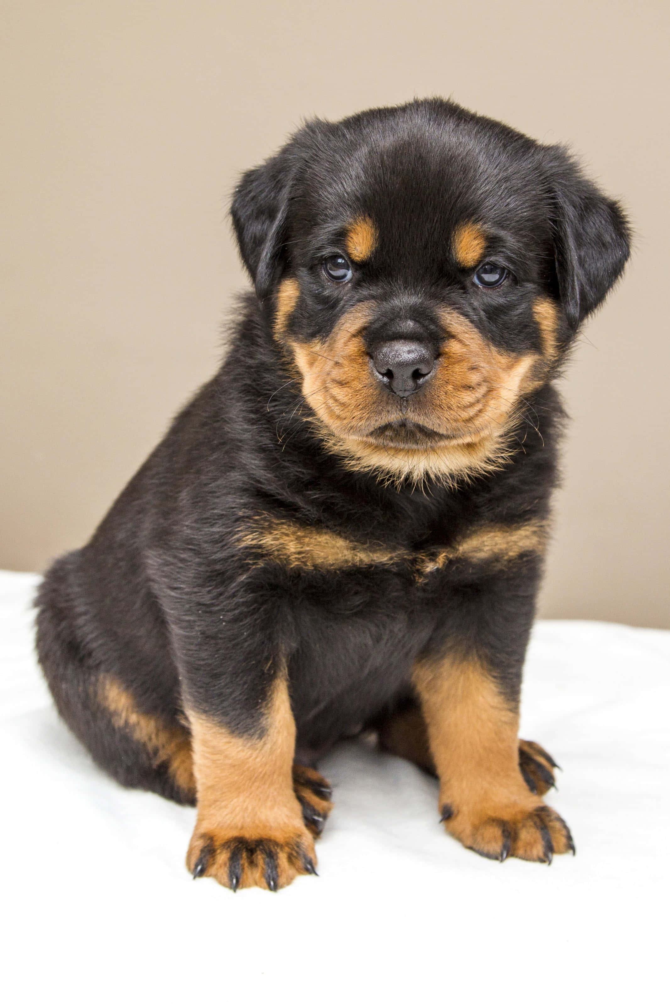 Rottweiler puppy, fluffy black and tan, white surface, 2K Phone Wallpaper