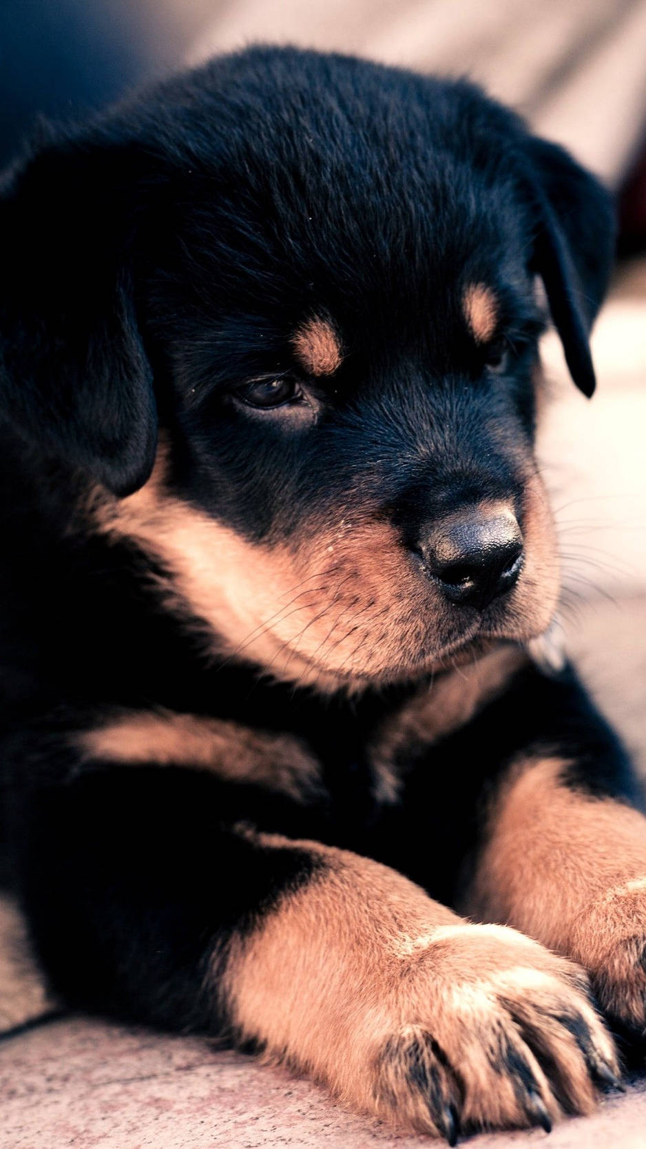 black and tan Rottweiler puppy, soft fur, close-up, HD Phone Wallpaper