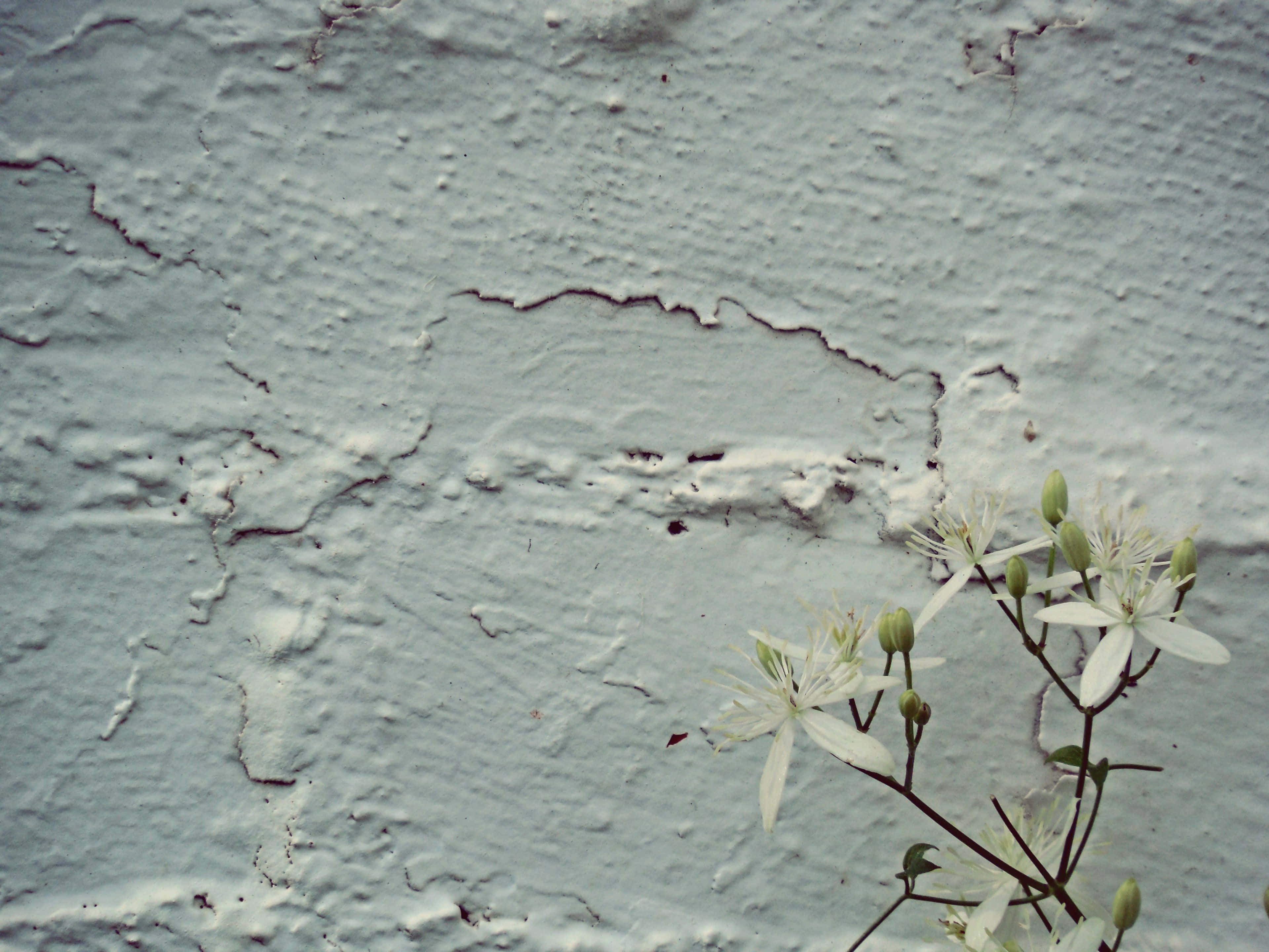 Old White Wall, Flower, Weathered Cracked, 4K Desktop Wallpaper