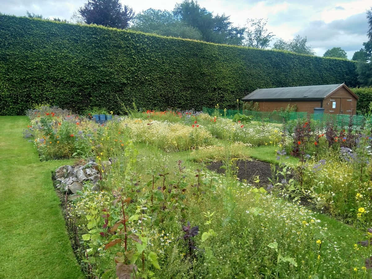 Royal Botanic Garden Edinburgh, manicured lawn, tall green hedge, SD Desktop Wallpaper