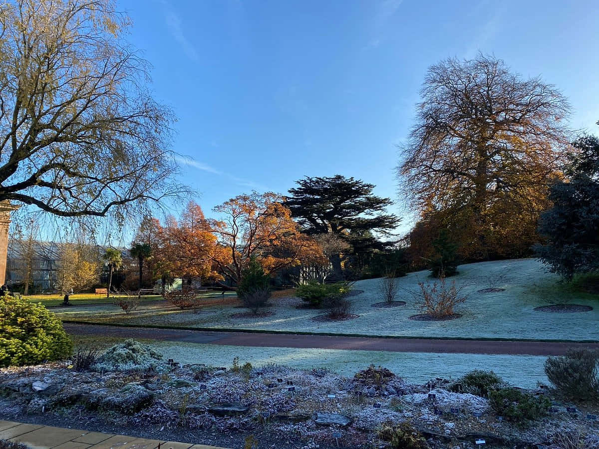Royal Botanic Garden Edinburgh, autumn, winter transition, SD Desktop Wallpaper