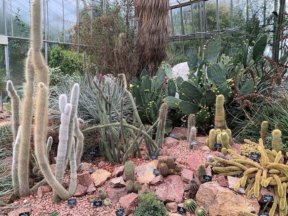 Cactus Collection, Royal Botanic Garden Edinburgh, greenhouse, SD Desktop Wallpaper
