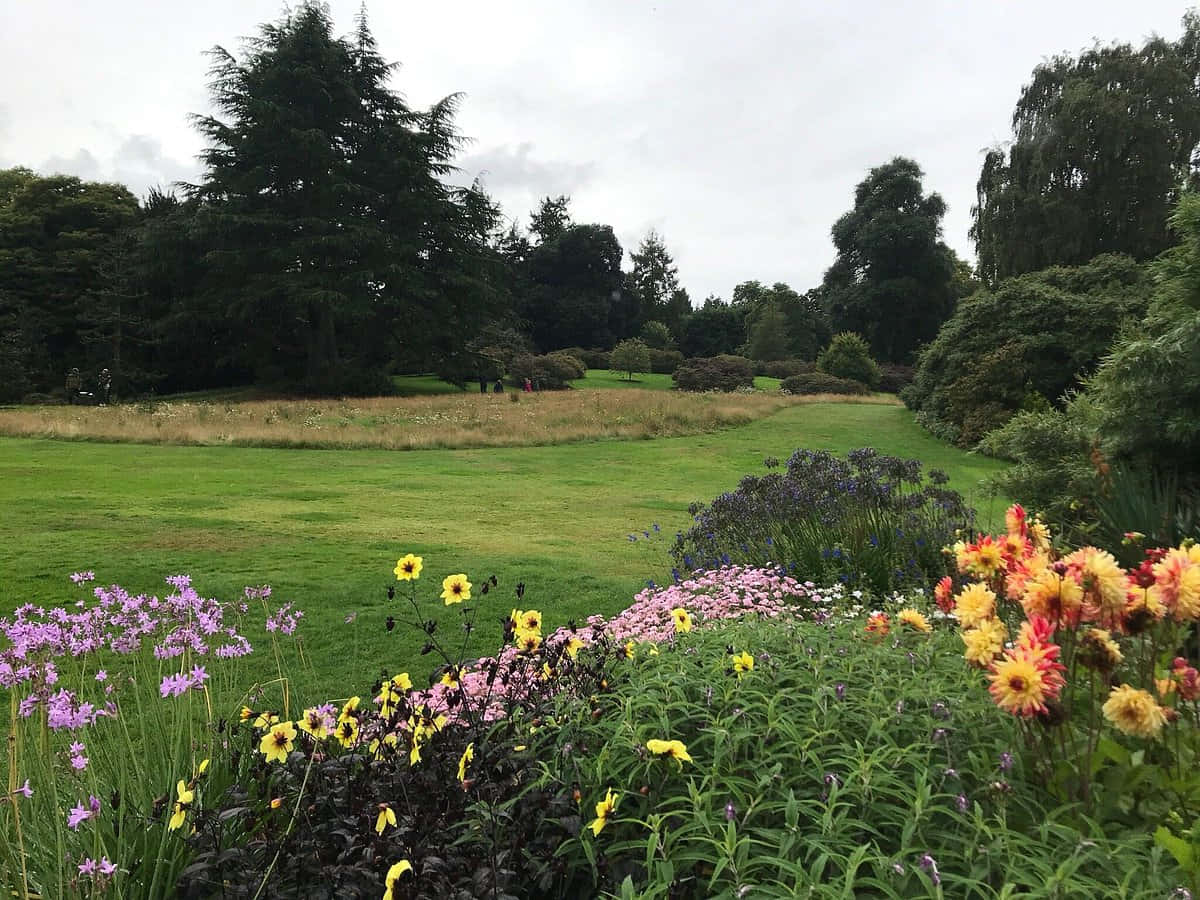 Royal Botanic Garden Edinburgh, floral display, purple, SD Desktop Wallpaper