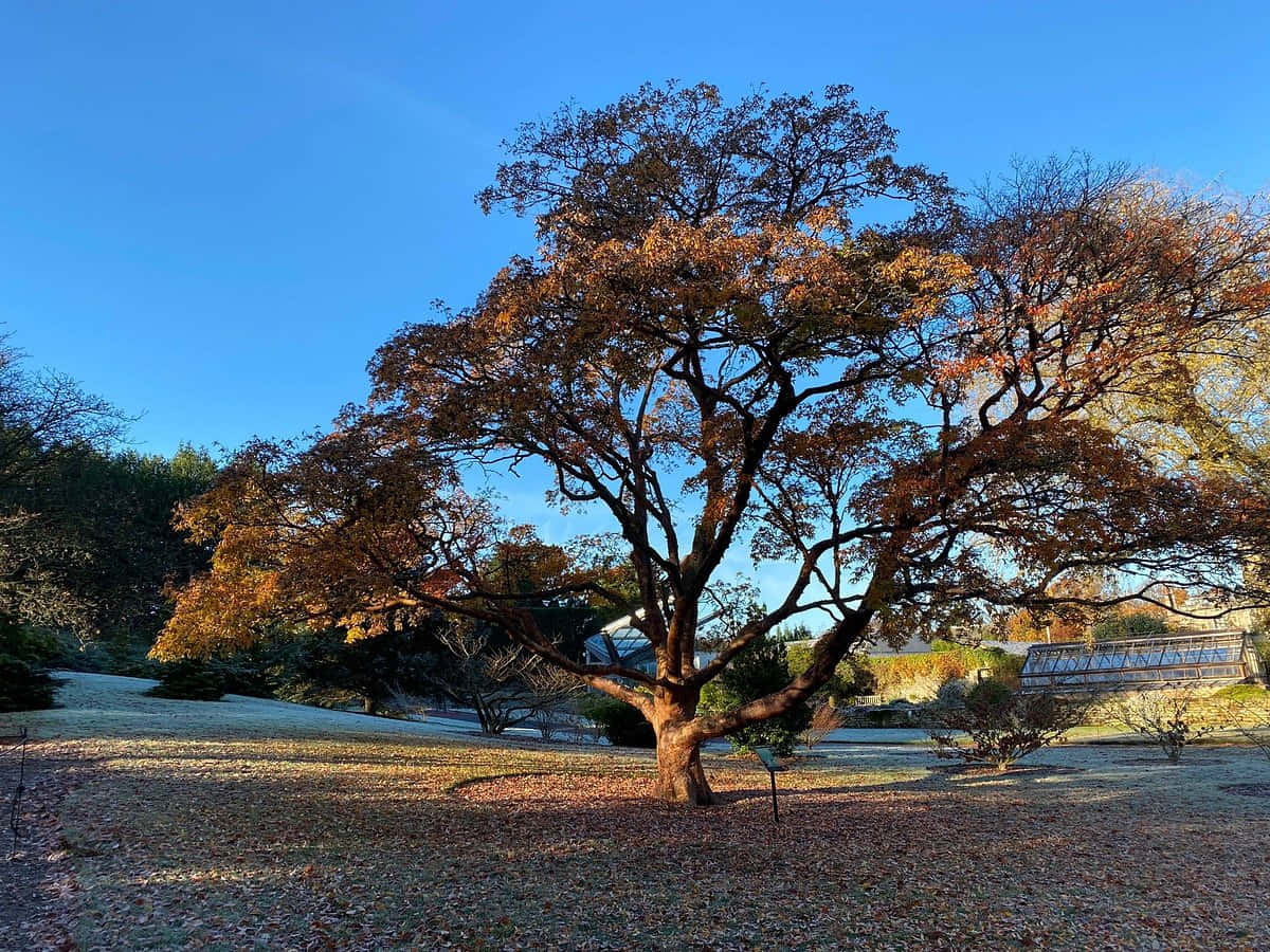 autumnal tree, Royal Botanic Garden Edinburgh, golden leaves, SD Desktop Wallpaper