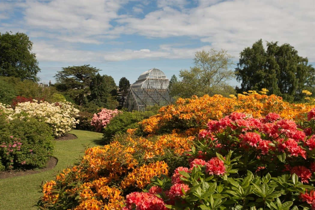 Royal Botanic Garden Edinburgh, glasshouse, azaleas, SD Desktop Wallpaper