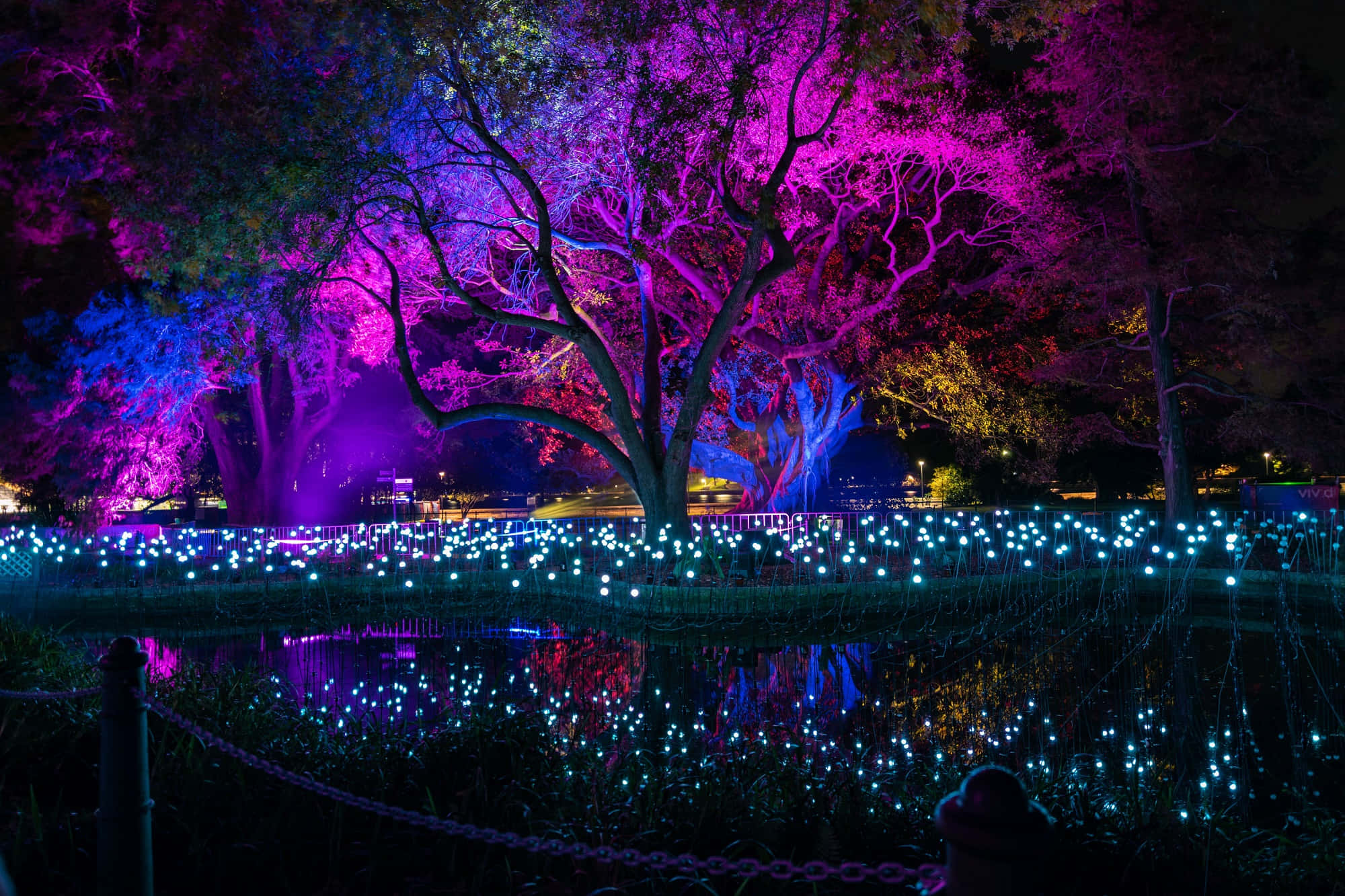 Vivid Sydney, Royal Botanic Garden Sydney, purple and blue lights, Full HD Desktop Wallpaper