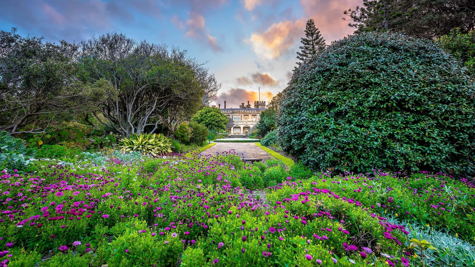 Royal Botanic Garden Sydney, floral pathway, purple flowers, HD Desktop Wallpaper